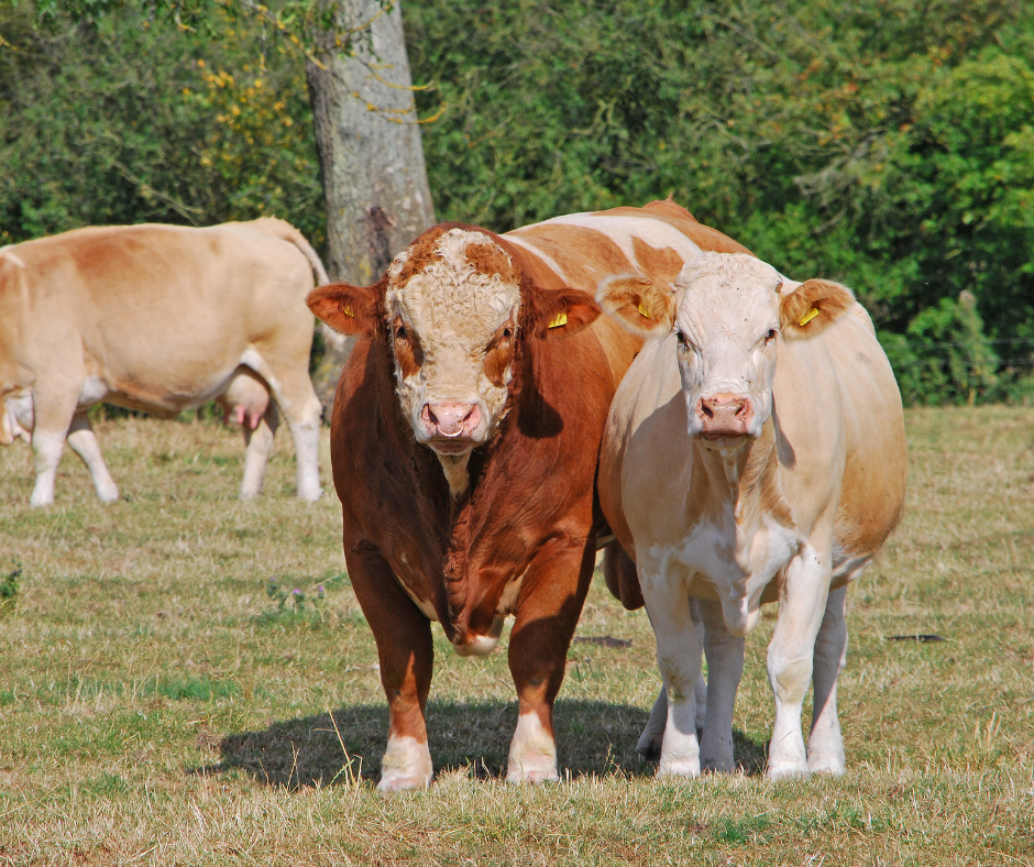 Call for Volunteers: Mt Barker Show