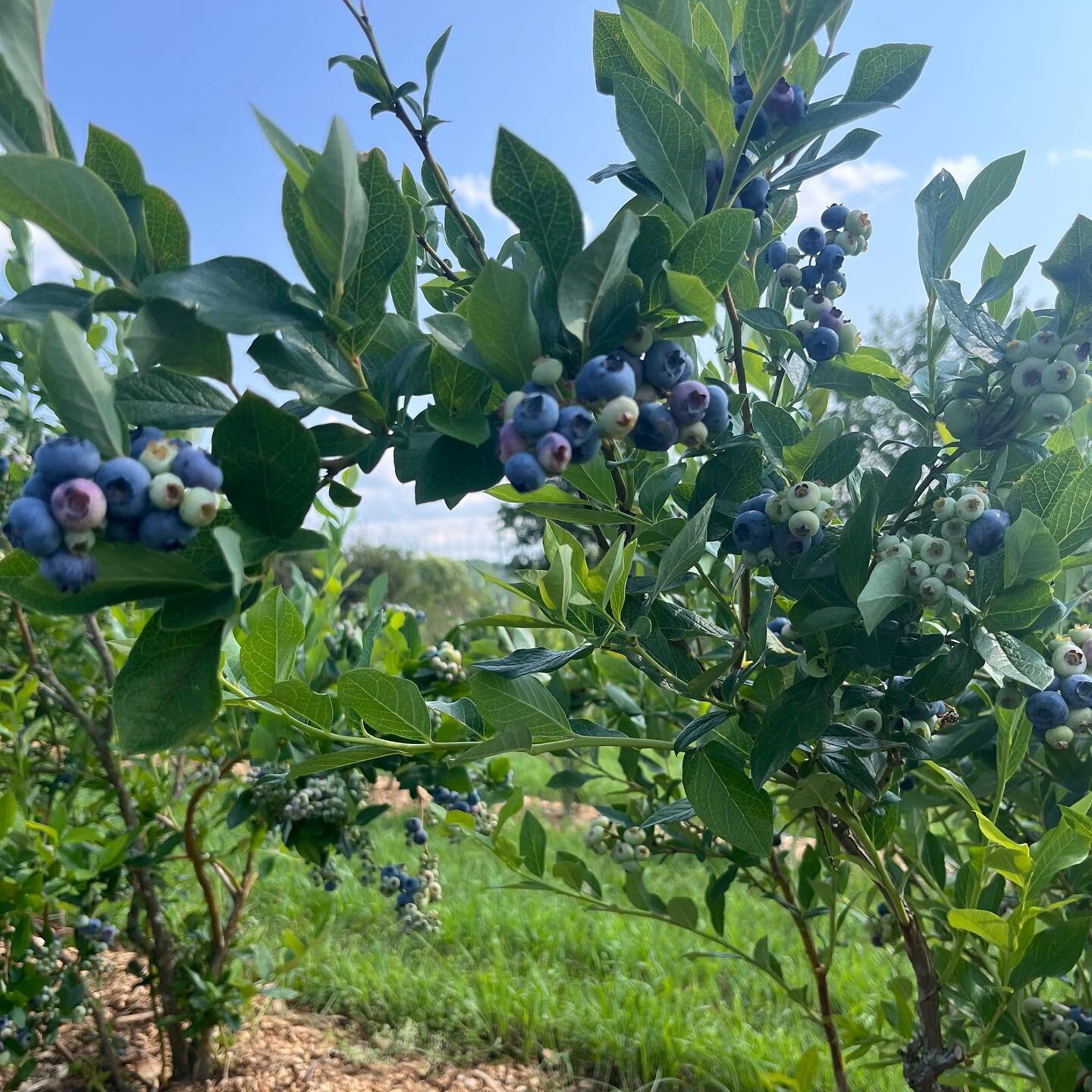 We are kicking off blueberries U-Pick season today. Bring your own containers or use our buckets. Open daily on weekdays and weekends 9am-5pm. $3.5/lbs. Proudly certified organic by @nofanewyork.