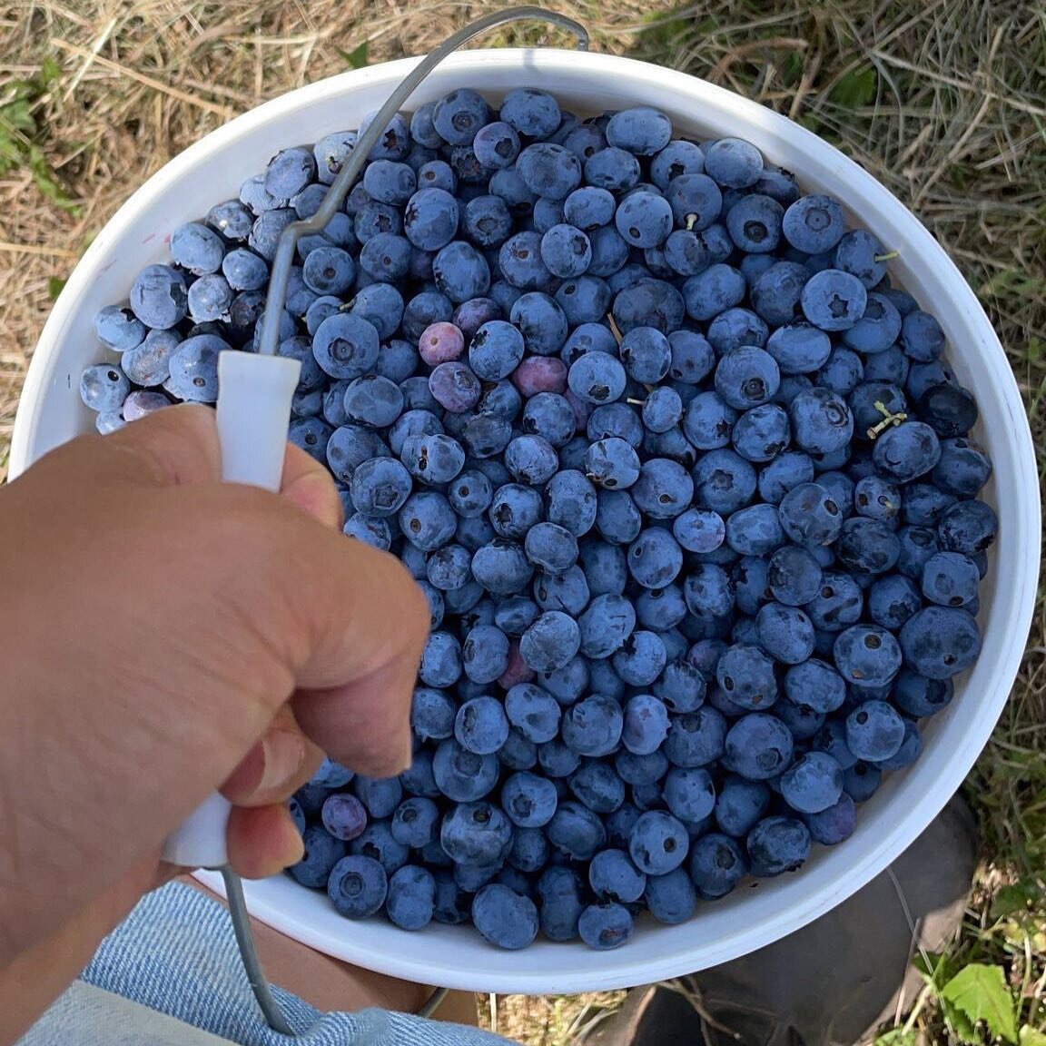 Thank you everyone who came out for opening season of the U-Pick here at Northstar Blueberry Farm! The blueberries are just getting started. We will be open in Field 1 this weekend! Plenty more ripe delicious berries, look for the blue sign on the si