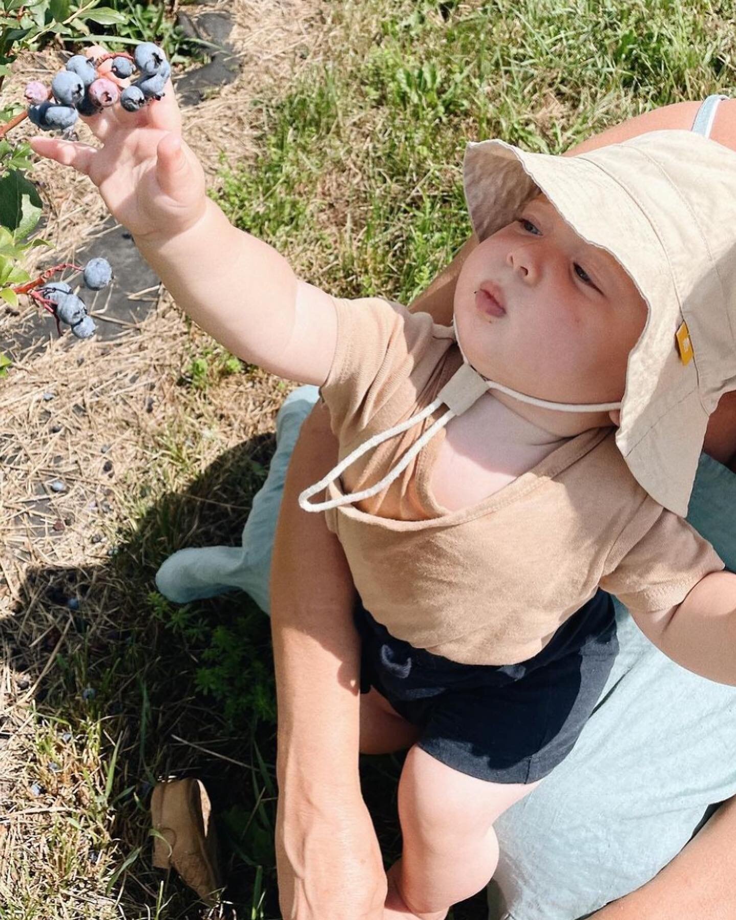 Grabbing the last blueberries for 2022. This will be the LAST weekend for Upick. Open 8AM-6PM. $3/lbs cash only. Image credit and cutest baby Arno thanks to @theartemuse.