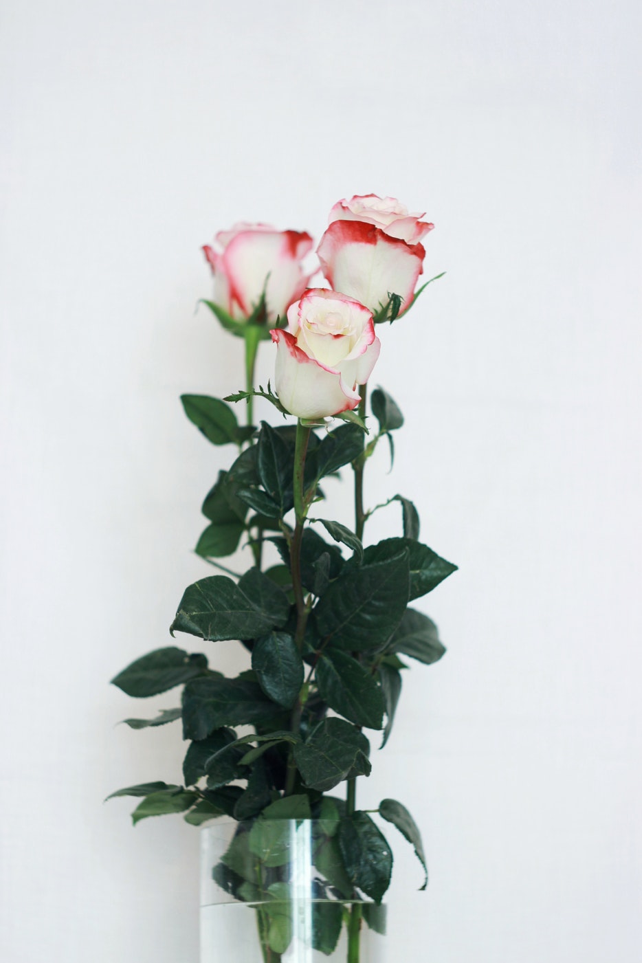 Long Stem Roses — Floral Impressions | Maryland Wedding Florals & Flower Delivery Long Stem Roses — Floral Impressions | Maryland Wedding Florals & Flower Delivery