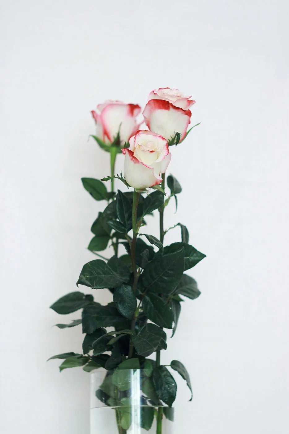 Long Stem Roses 