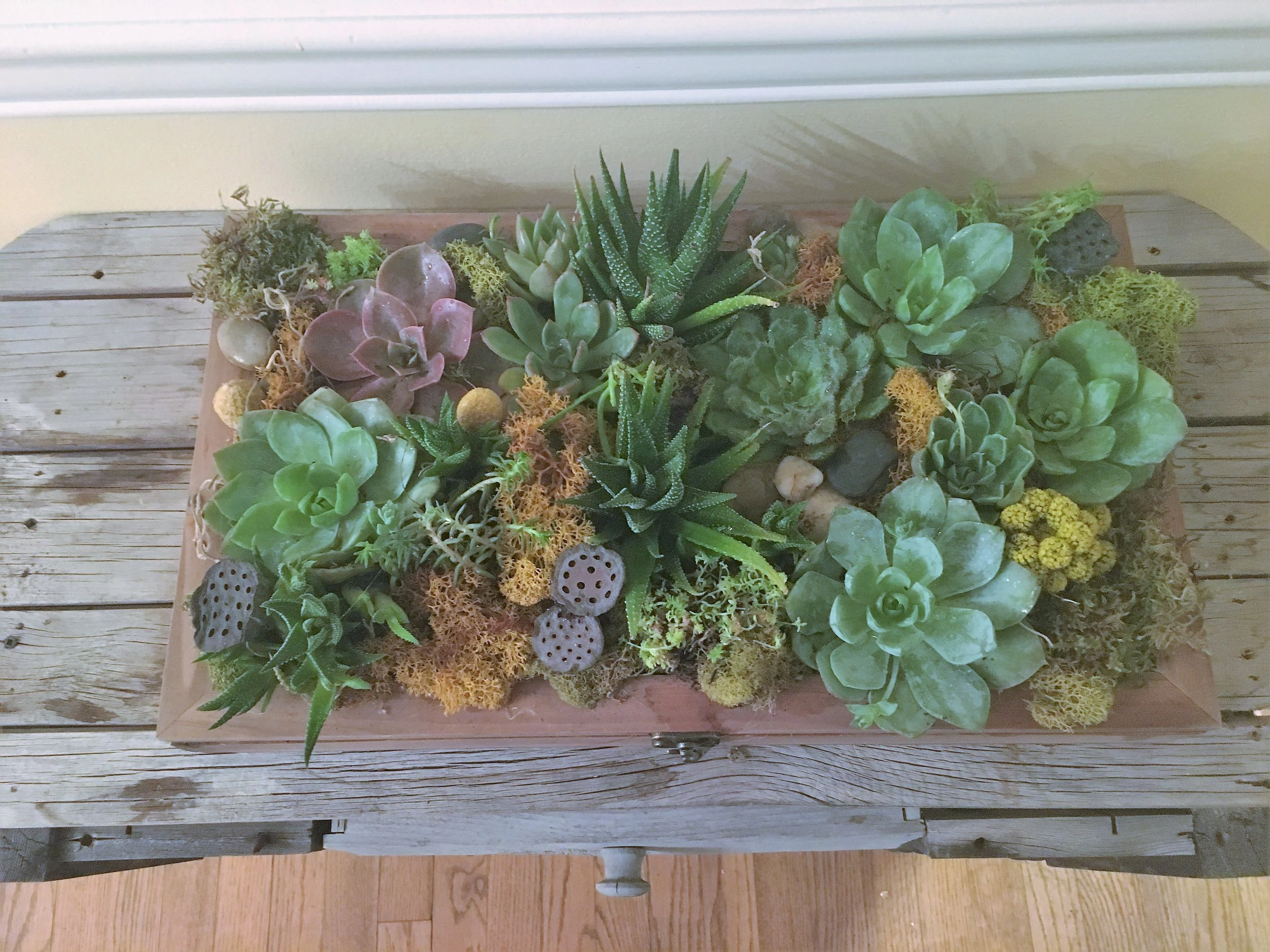 Succulent Garden 