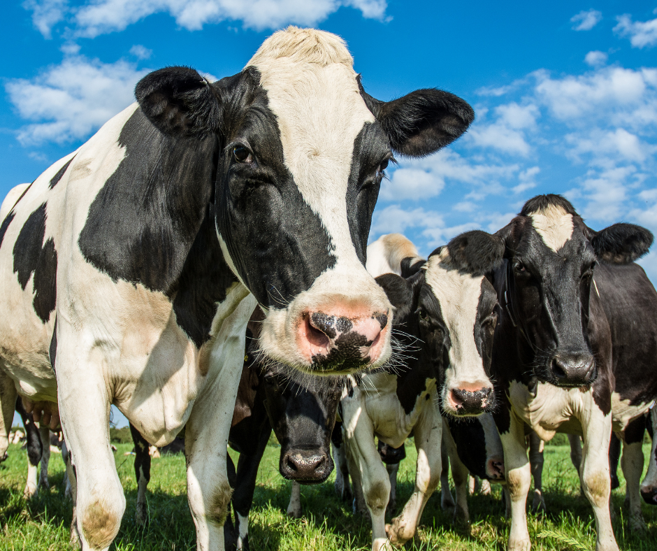 Voice of the COWstomer