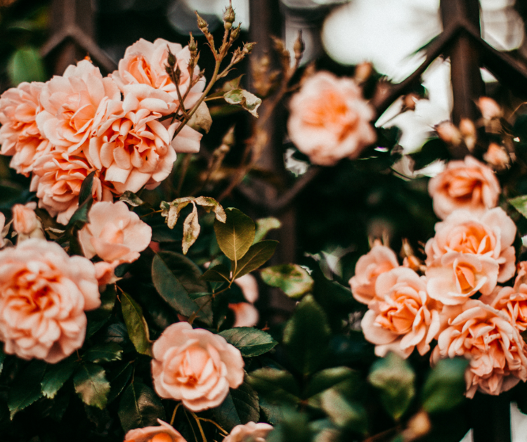 Stop and Smell the Roses