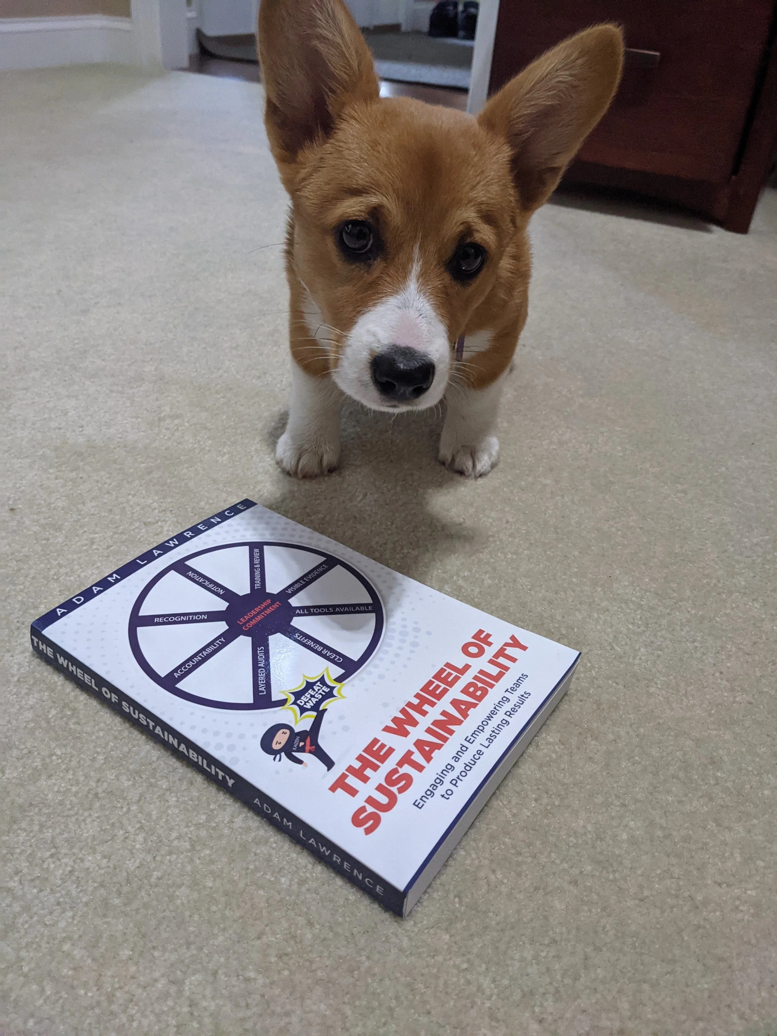 Sadie, the Process Improvement Partners corgi, posing with Adam Lawrence's book The Wheel of Sustainability, highlighting the company's passion for Lean and continuous improvement.