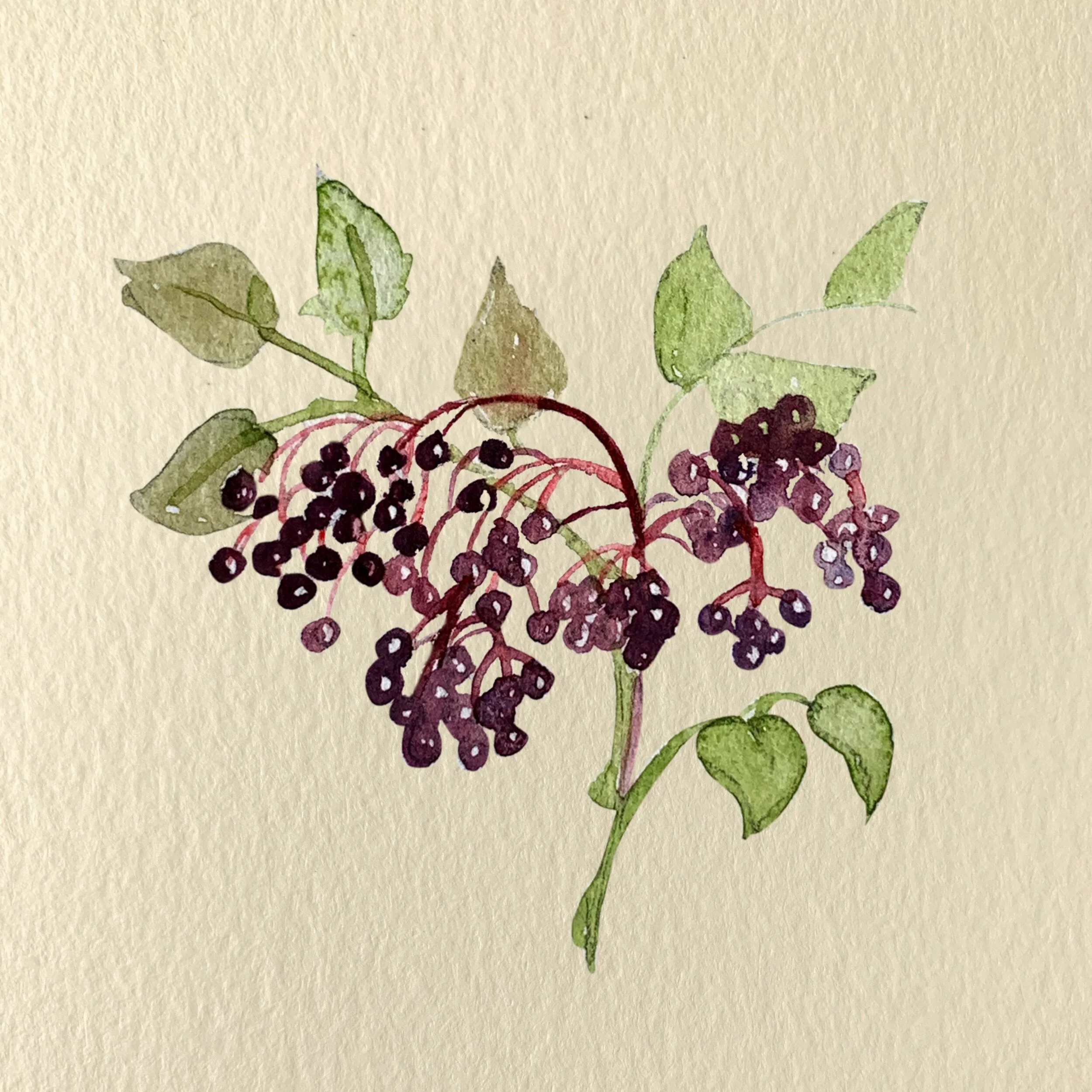 Elderberry_FINAL_NOTEXT.jpeg
