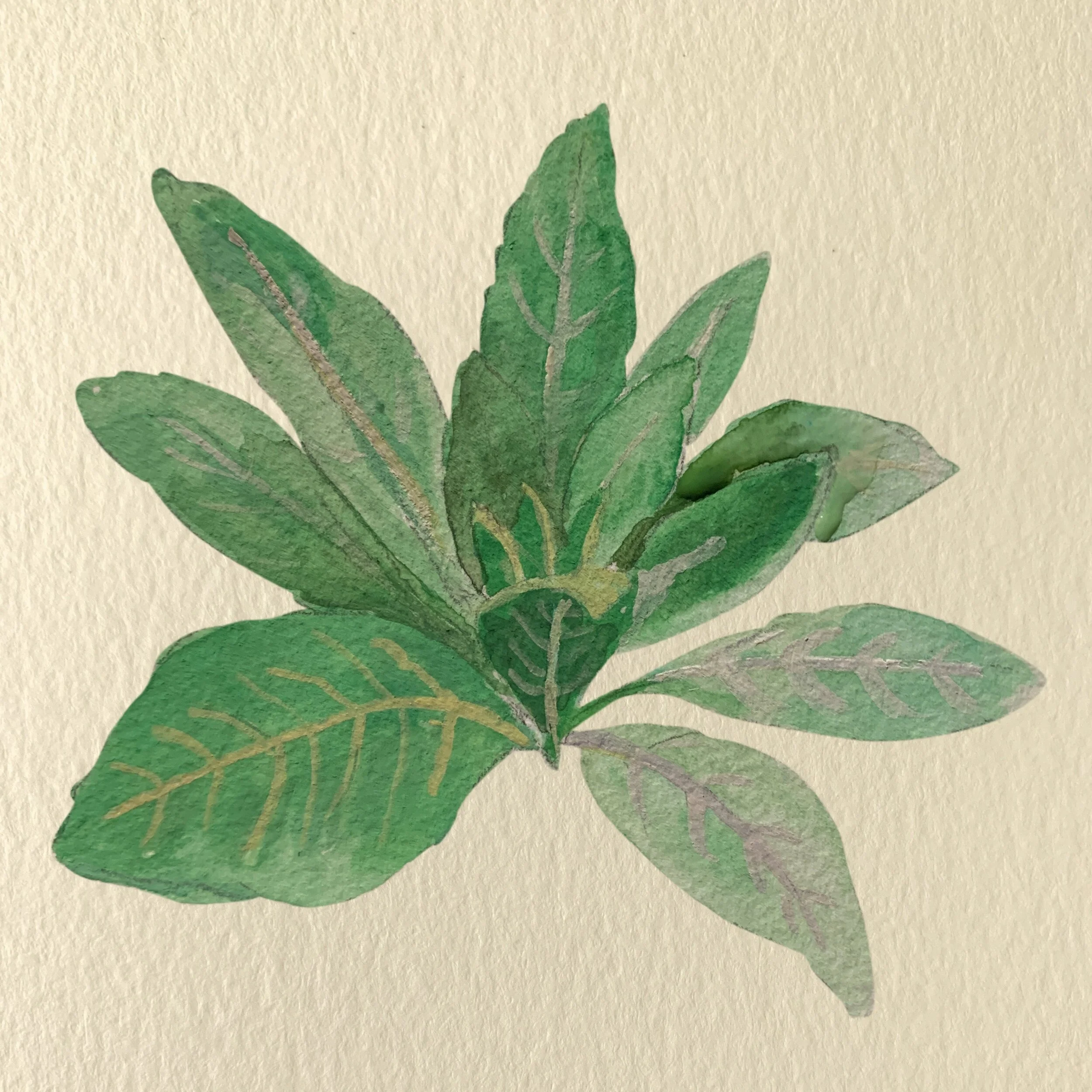 Mullein_FINAL_NOTEXT.jpeg