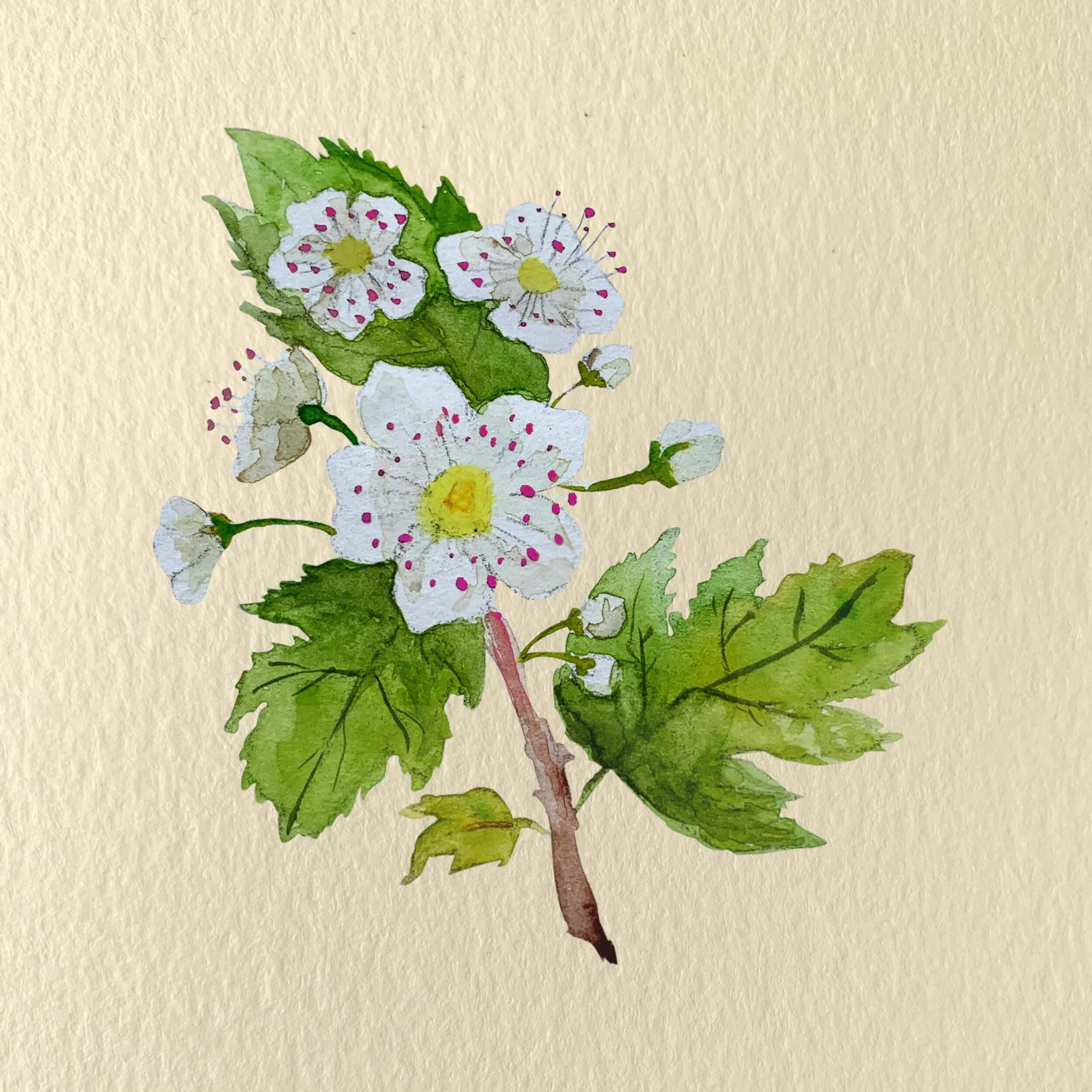 Crataegus spp. Illustration by Michelle Enemark.