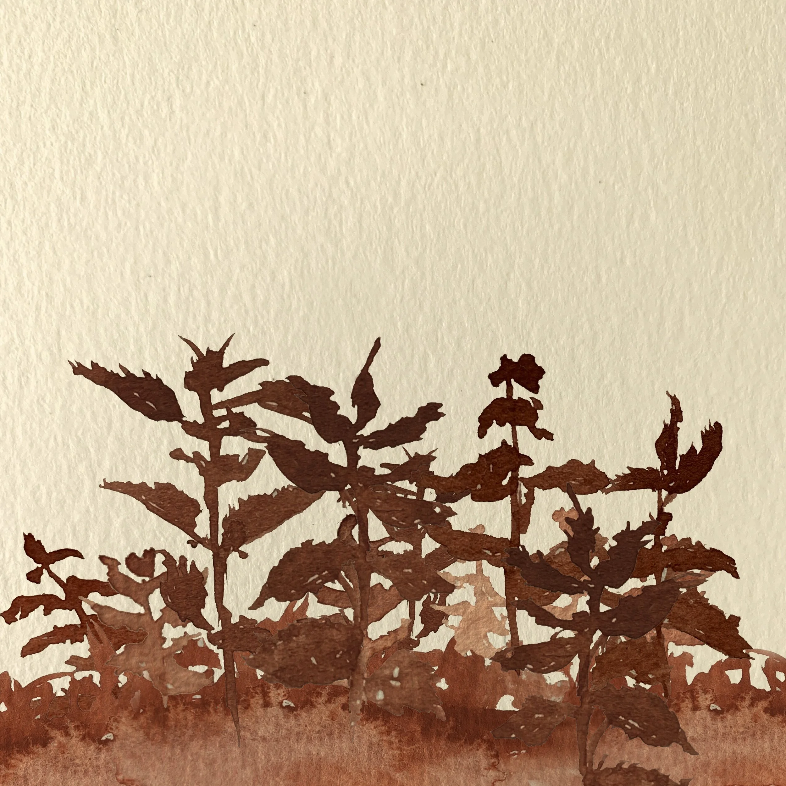 Nettles no text.jpeg