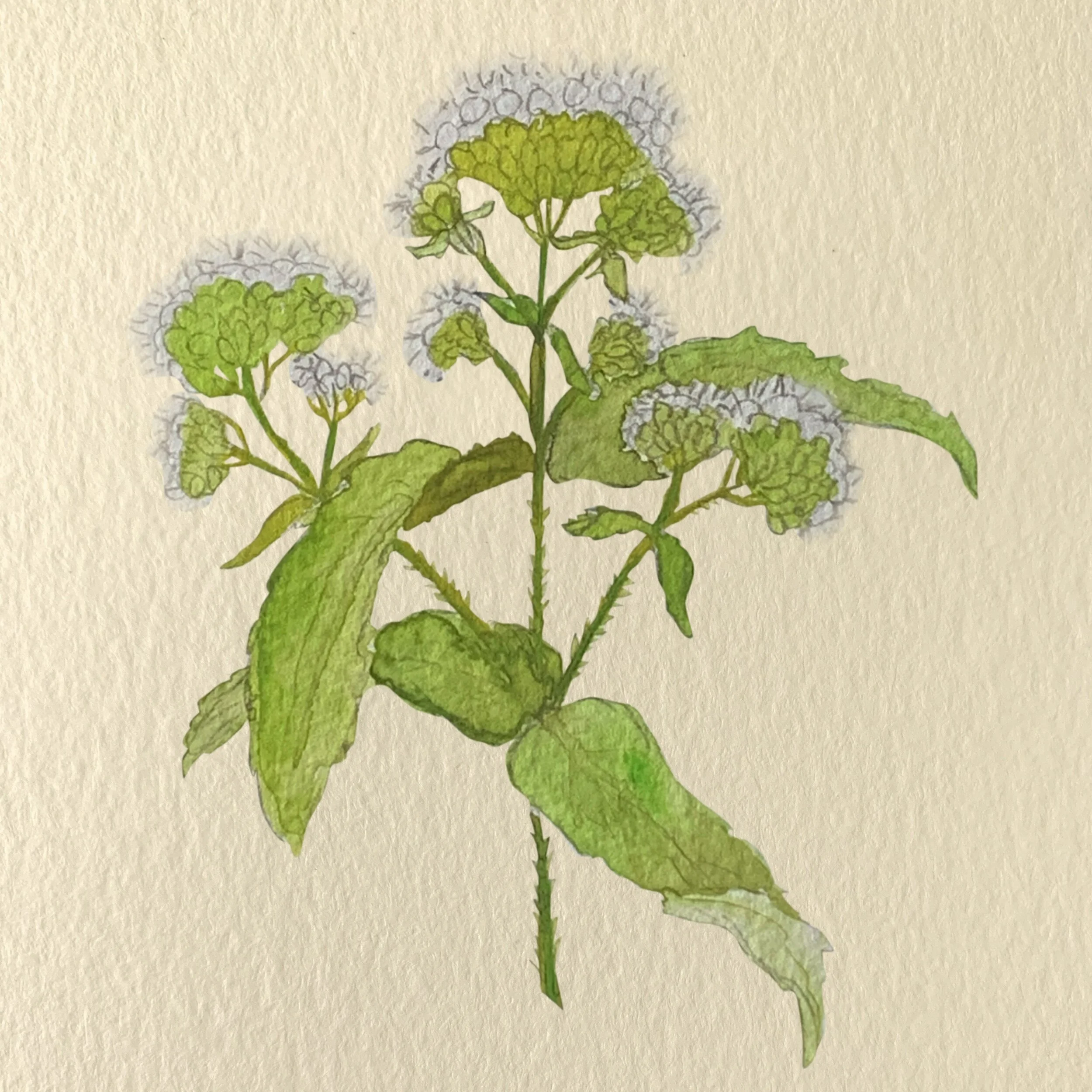 Boneset_FINAL_NOTEXT_web.jpeg