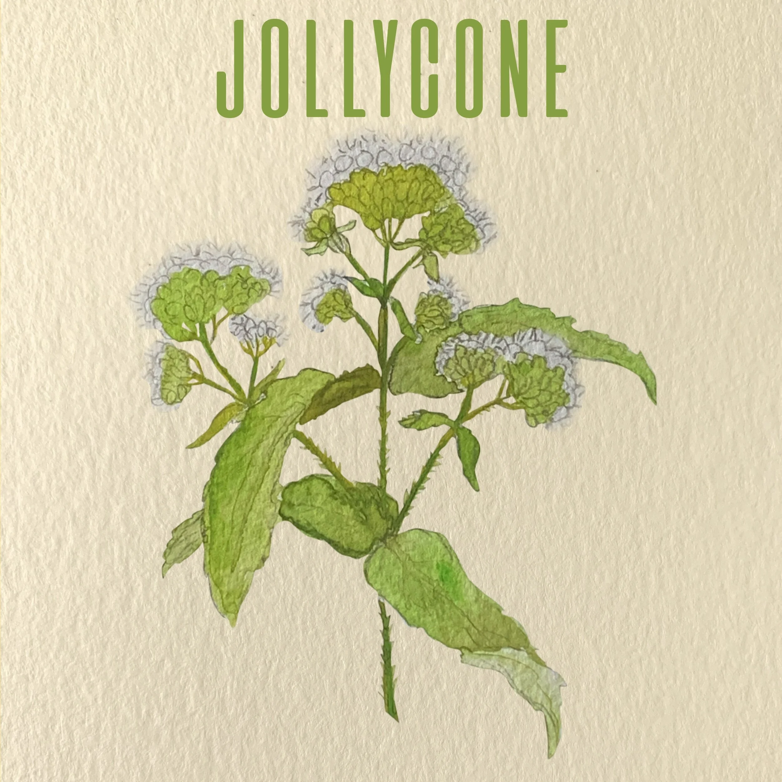Chapter Four: Jollycone