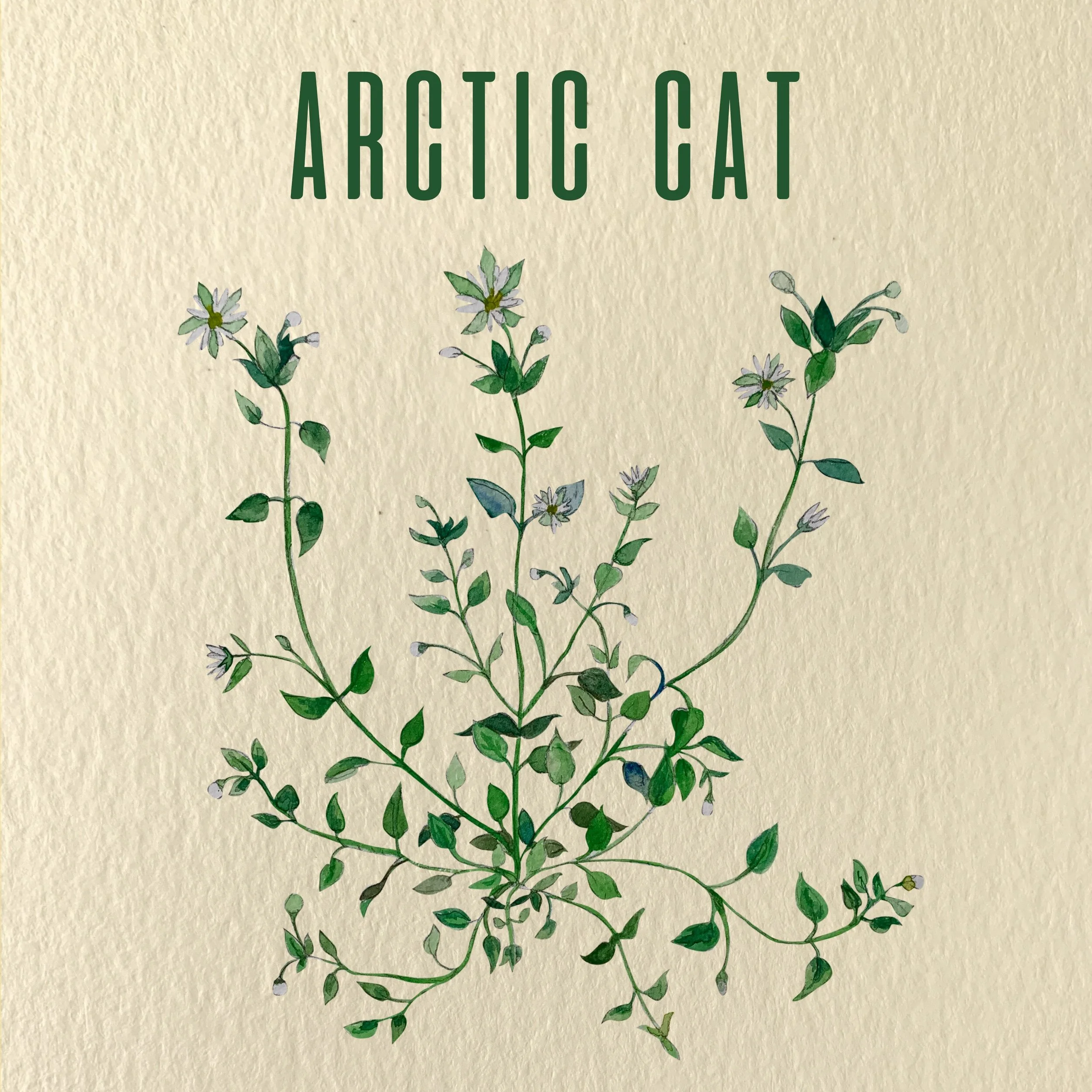Chapter Six: Arctic Cat