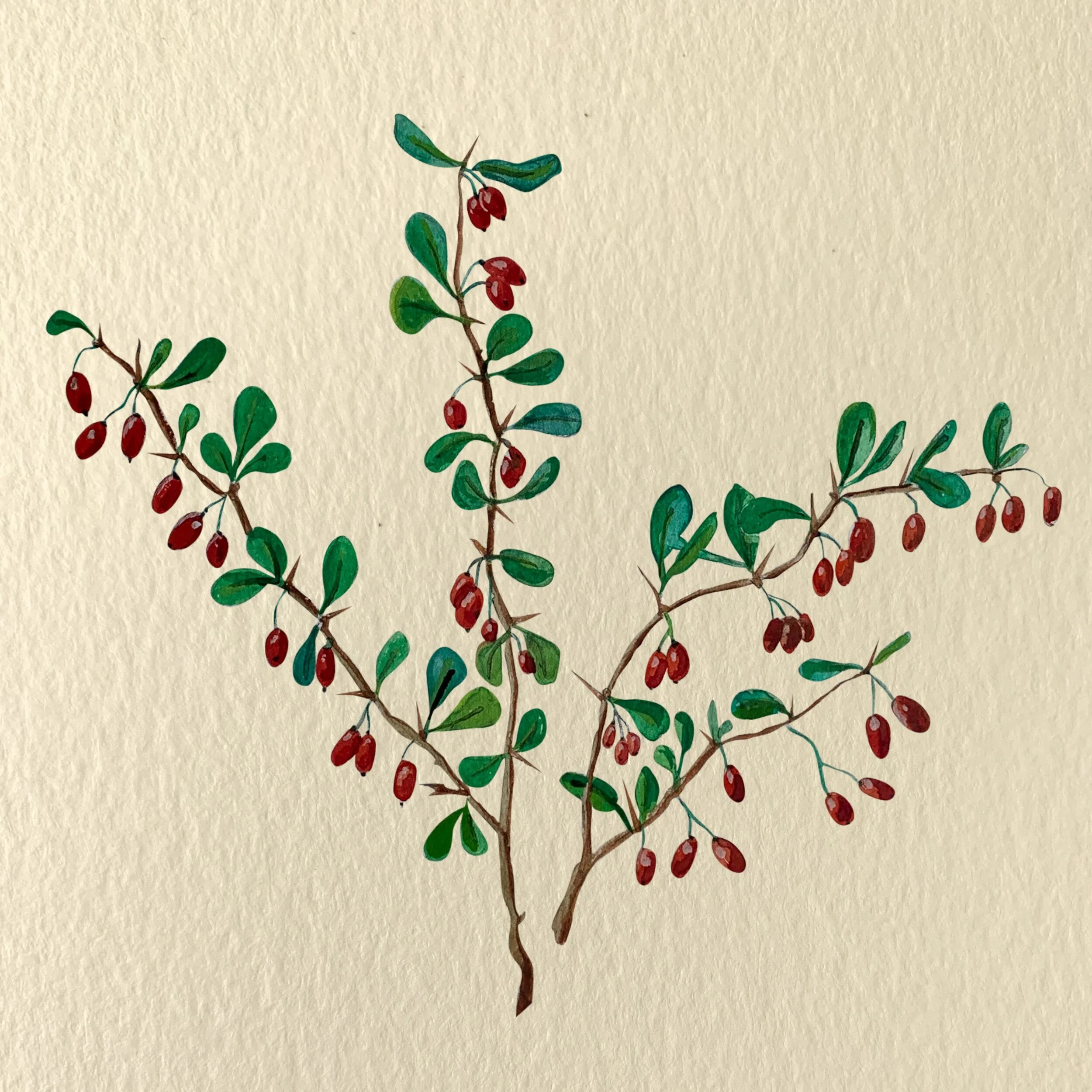 Berberis vulgaris. Illustration by Michelle Enemark.