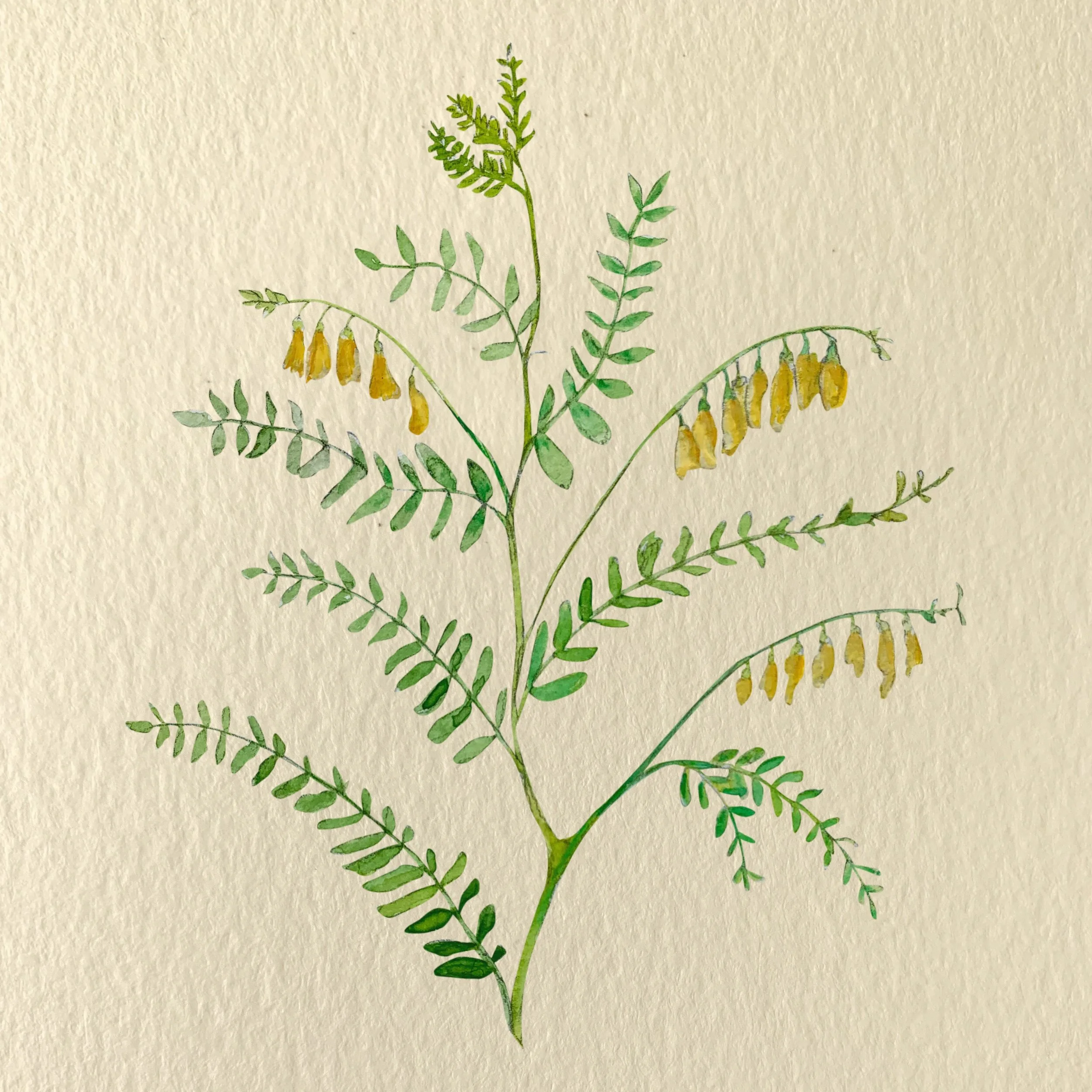 Astragalus membranaceus. Illustration by Michelle Enemark.