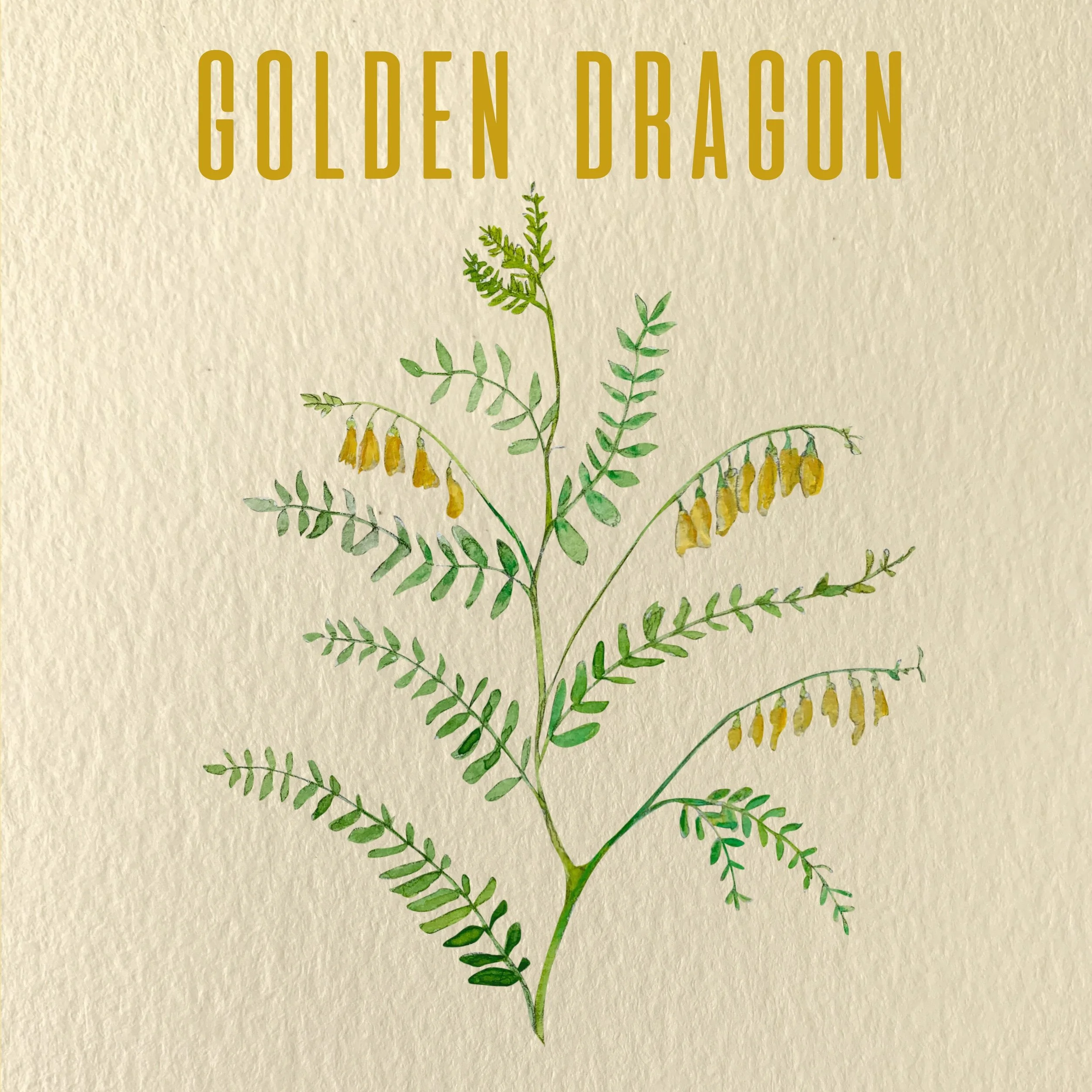 Chapter Eight: Golden Dragon
