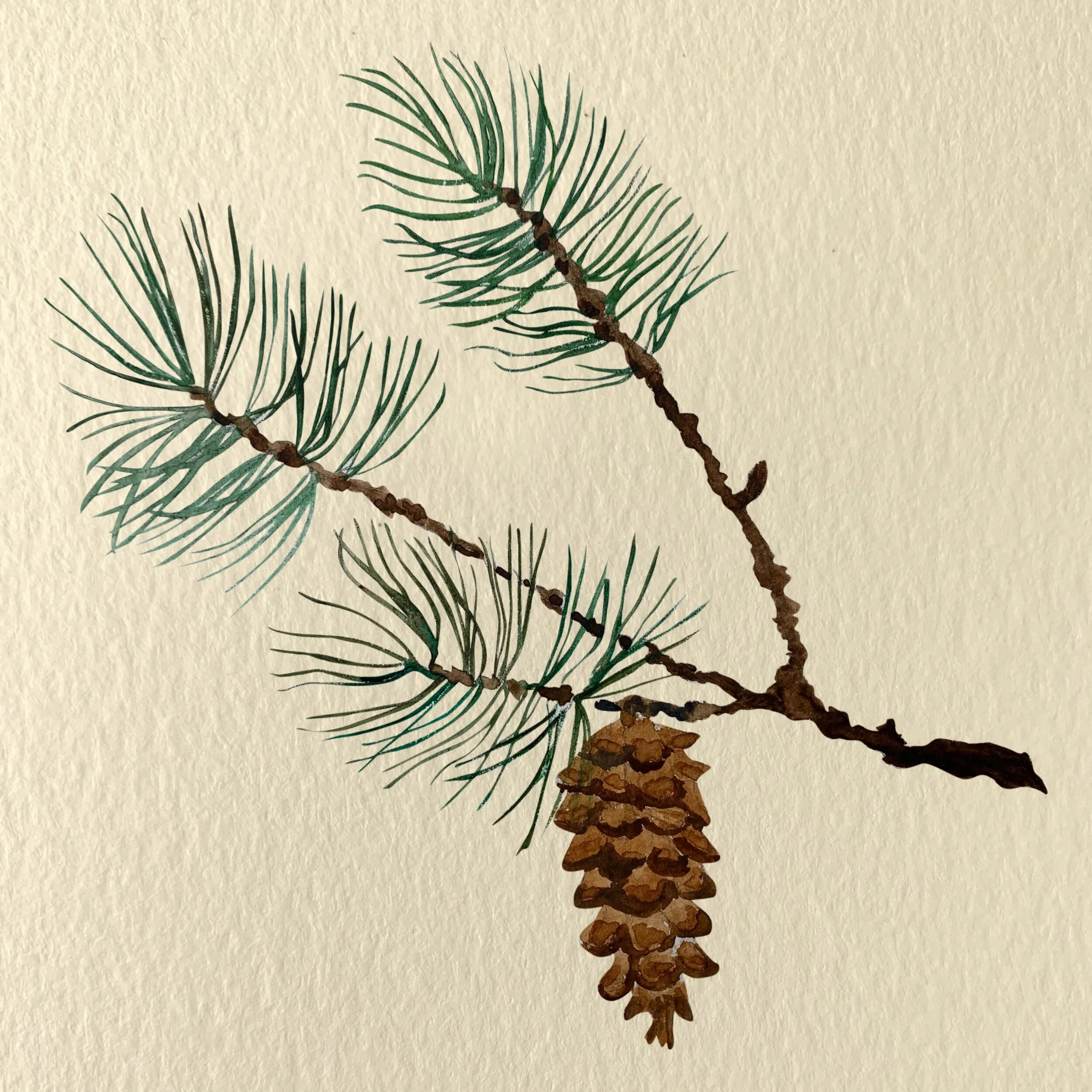 WhitePine_NOTEXT.jpeg