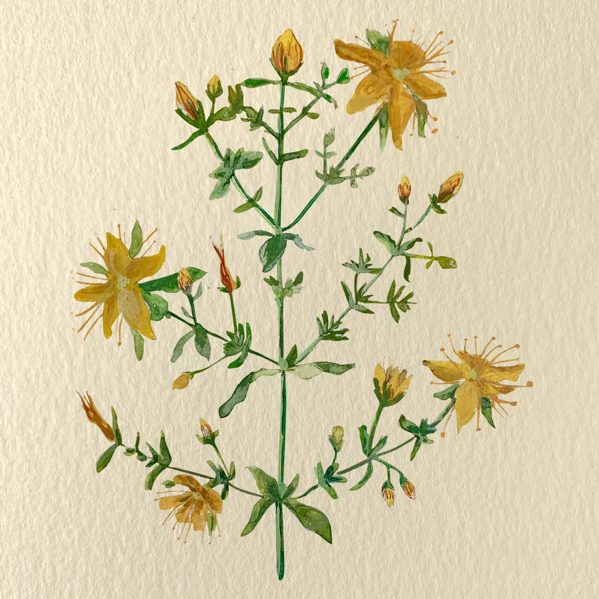 Hypericum perforatum. Illustration by Michelle Enemark.