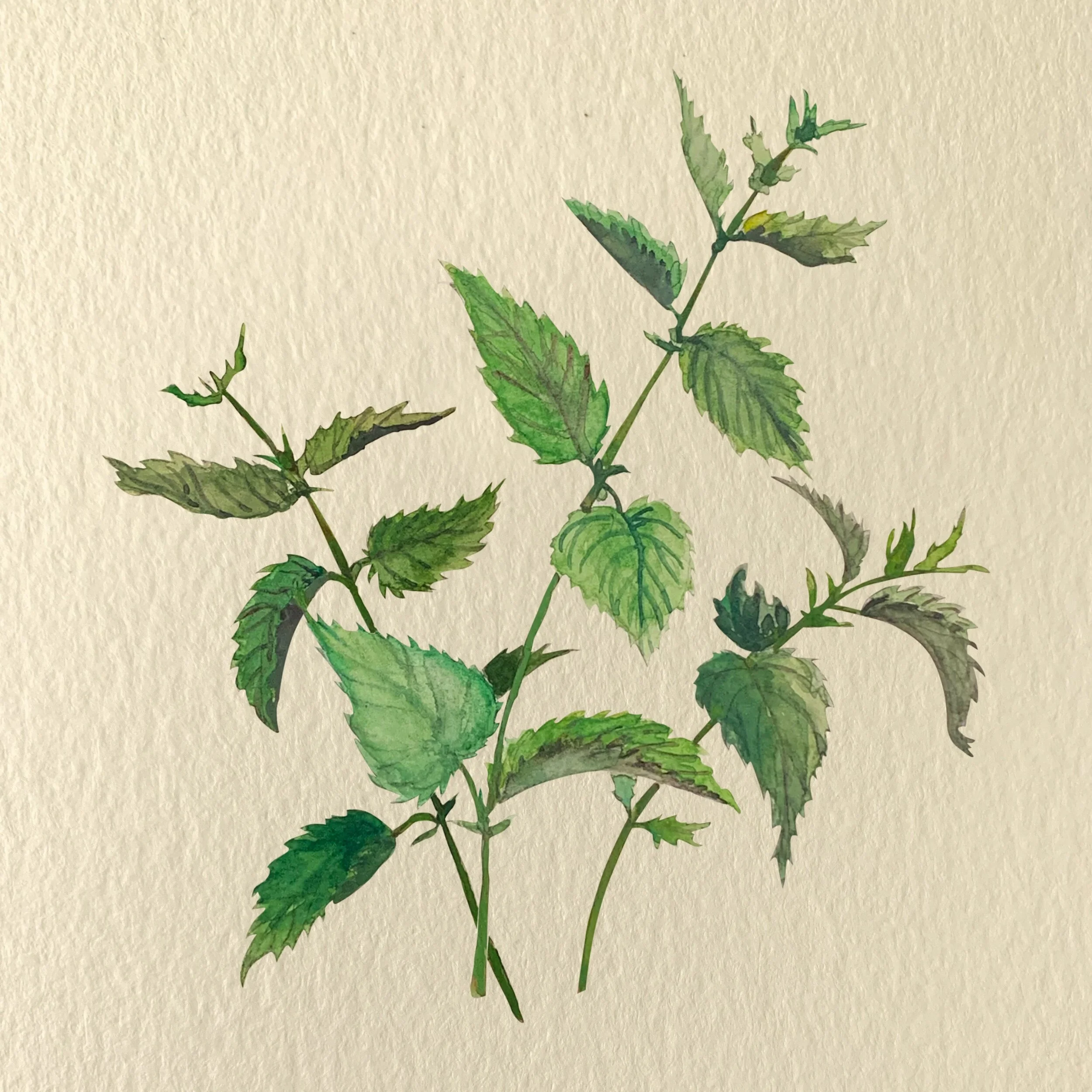 Nettle_NOTEXT.jpeg