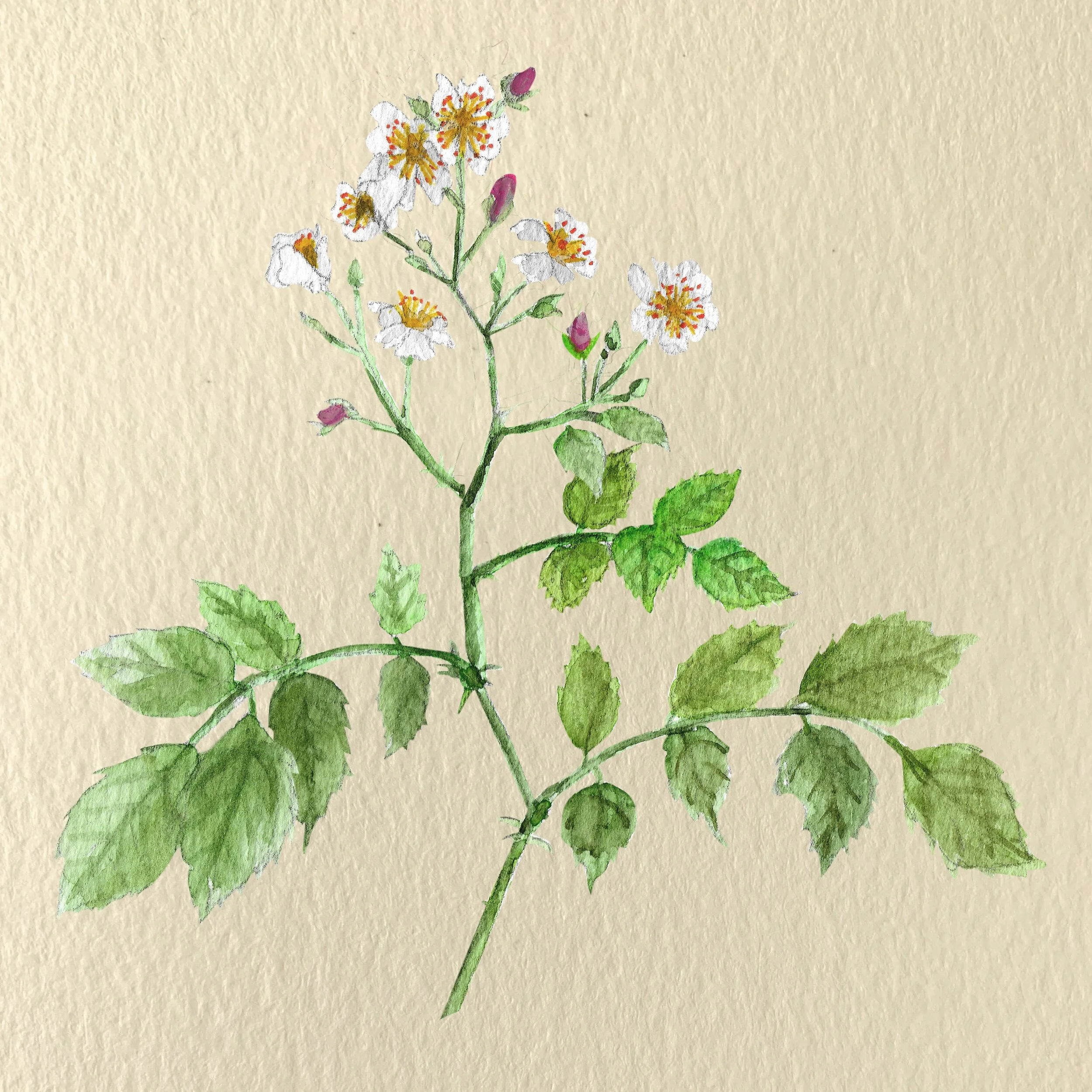 Rosa multiflora. Illustration by Michelle Enemark.