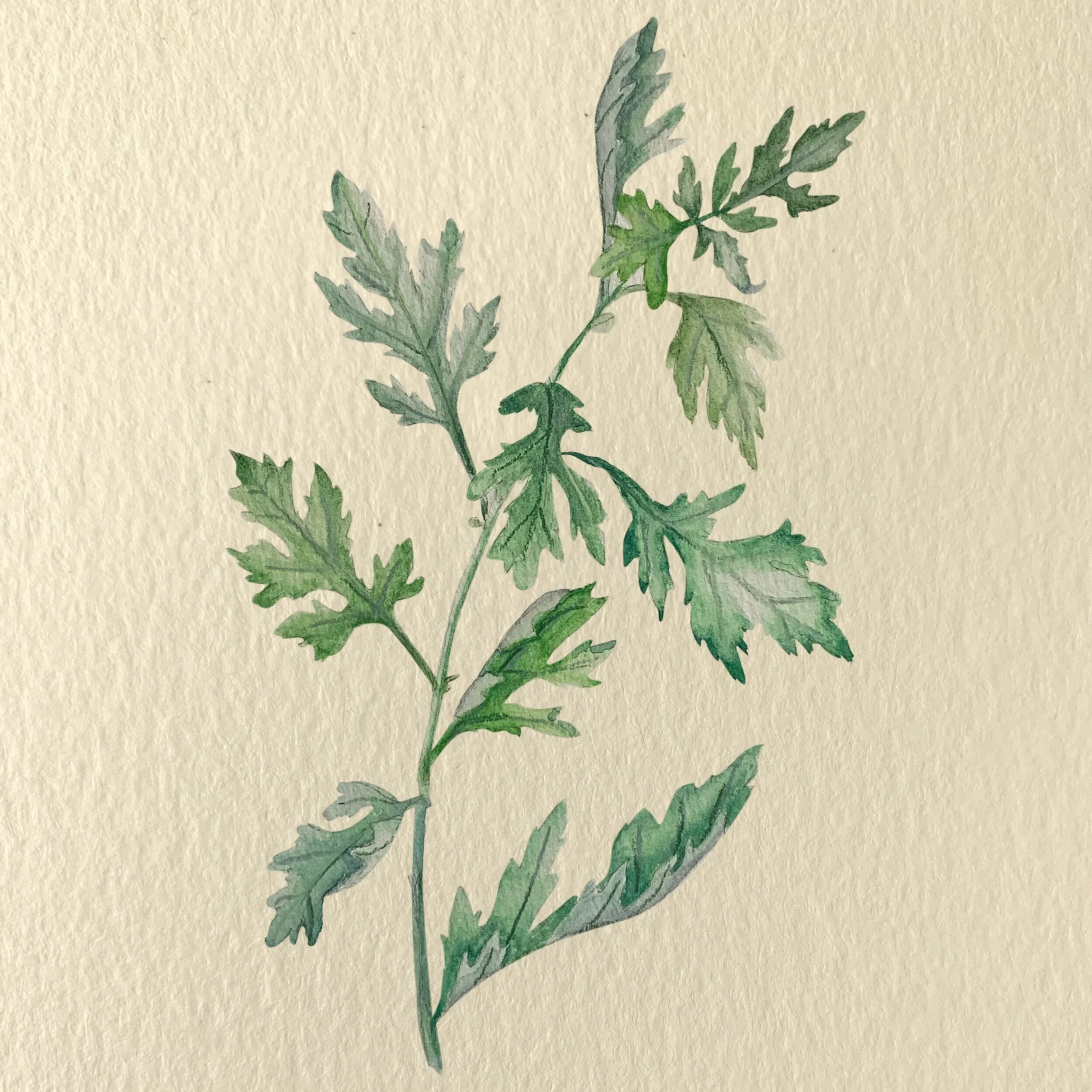 Mugwort_NOTEXT.jpeg