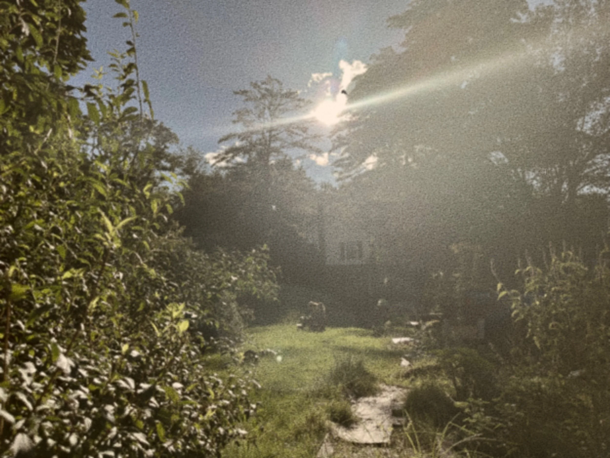 Backyard Magic: Herbal First Aid at Odessa PJ Days