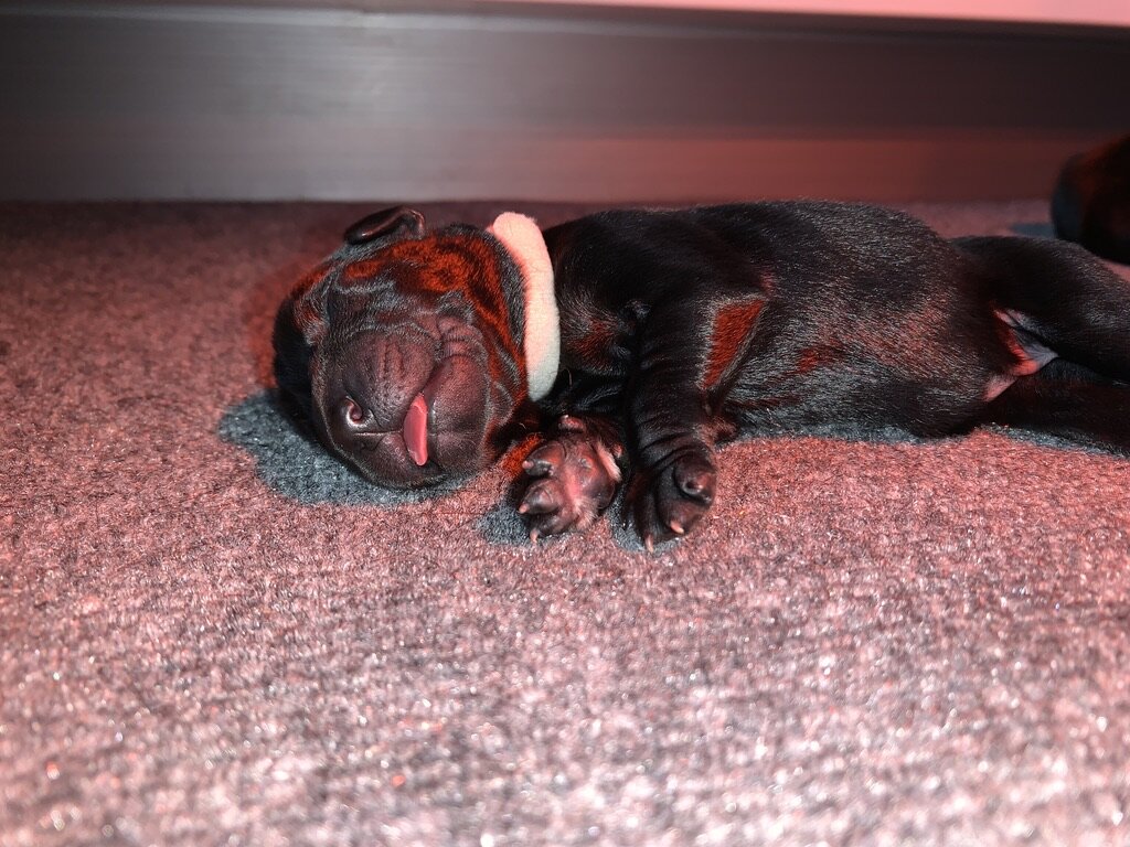 Gray female puppy, August 15, 2020