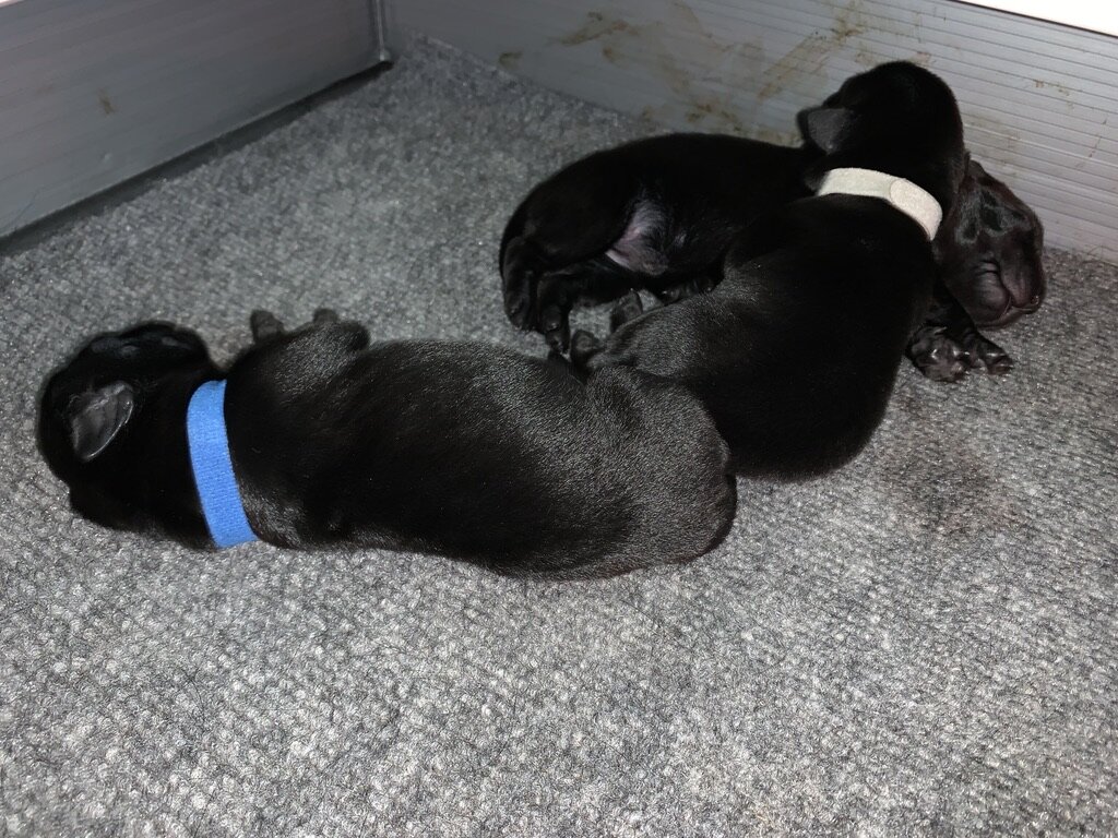 Blue (f) White (f) August 17, 2020