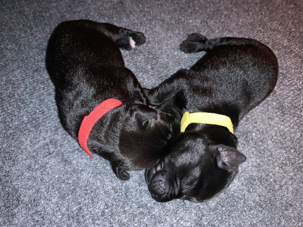 Red (f) and Yellow (m) August 17, 2020