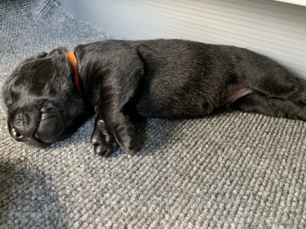Orange (m) August 23, 2020
