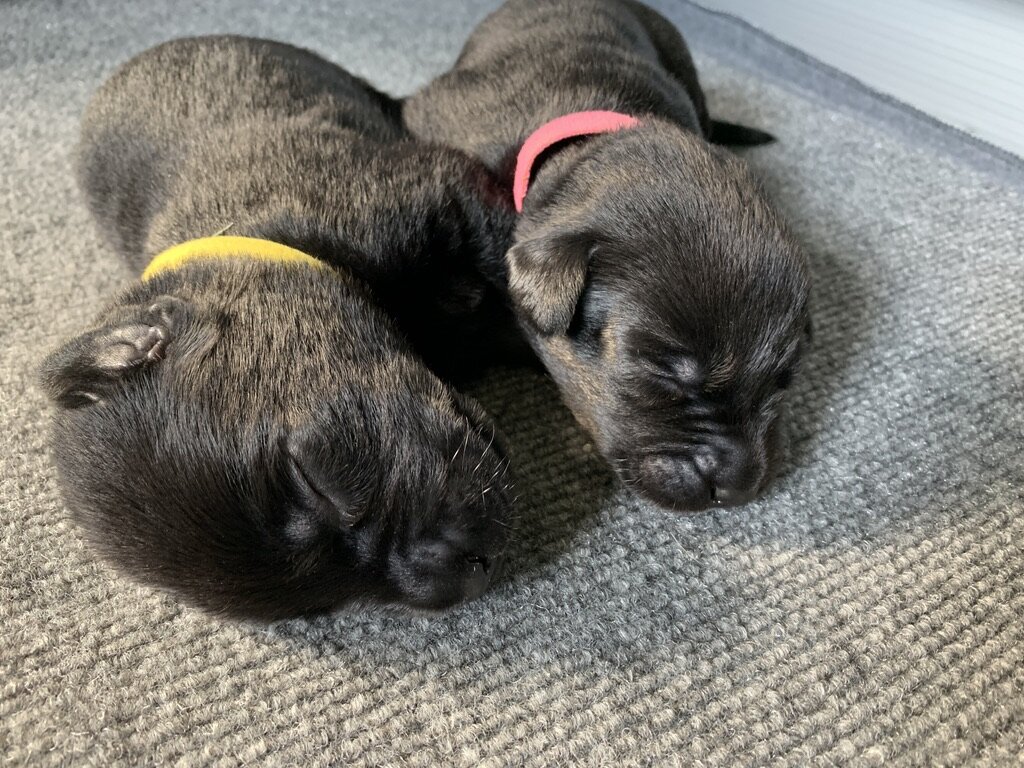 Yellow (m) and Pink (f) August 25, 2020