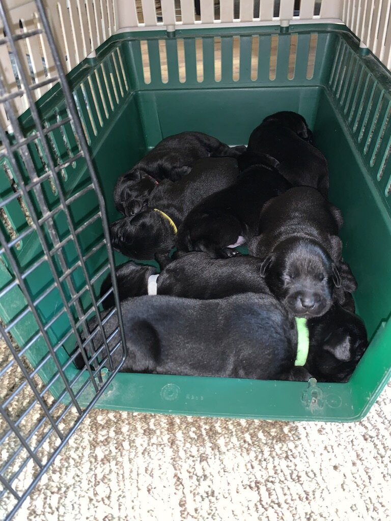 Puppies waiting en masse for their first pedicure….Momma says their nails are too sharp!