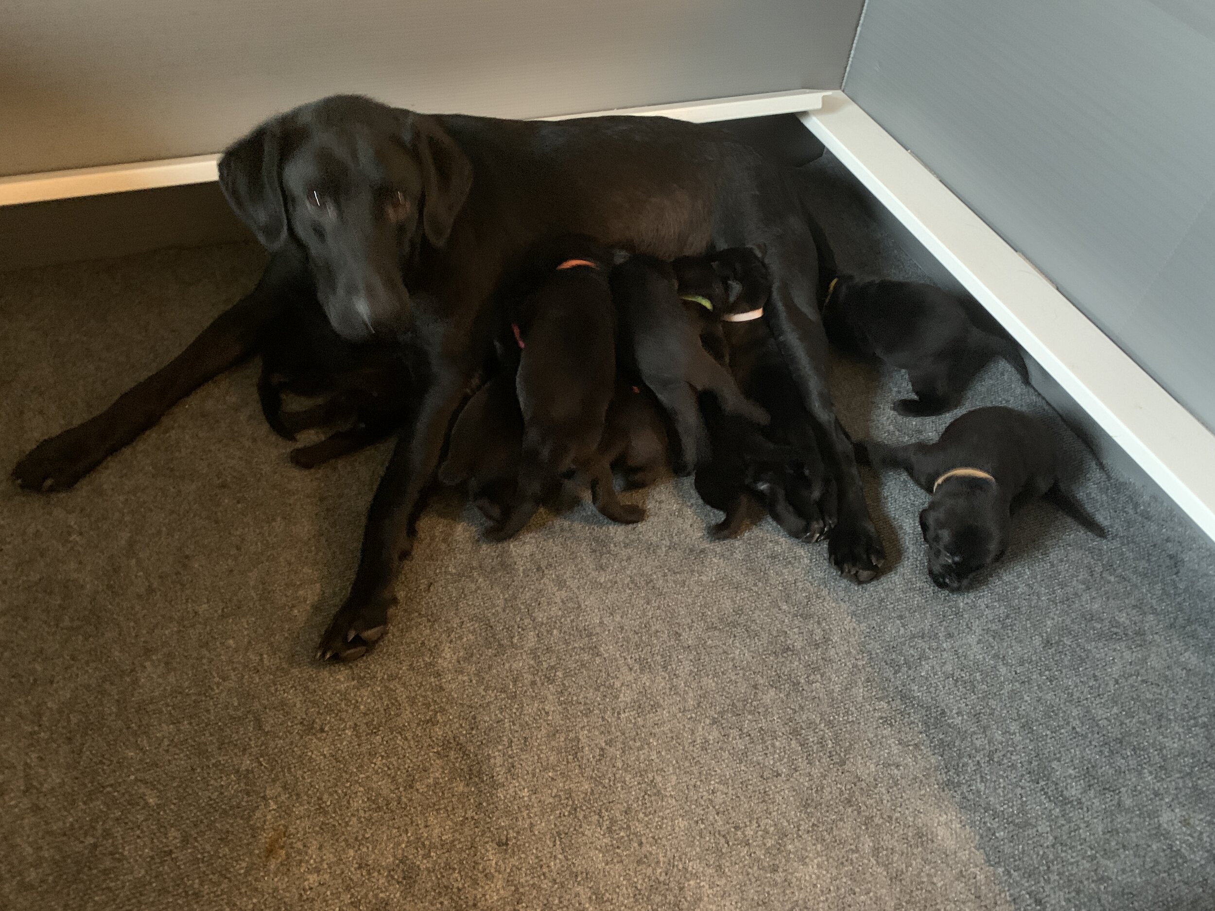 2 1/2 weeks