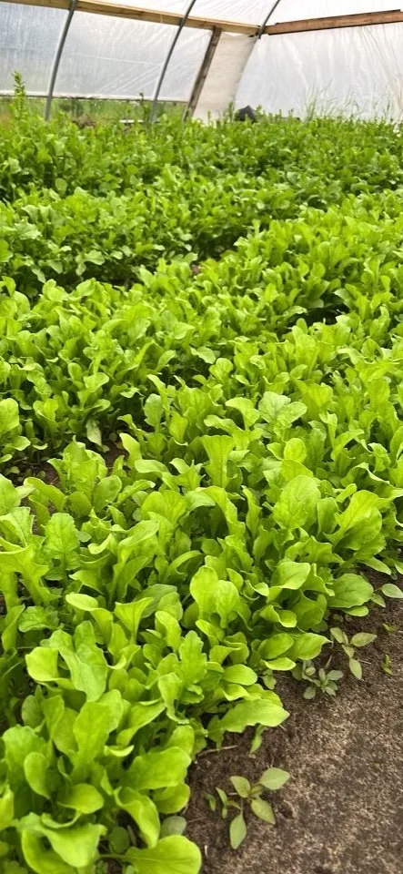 Arugula.jpg