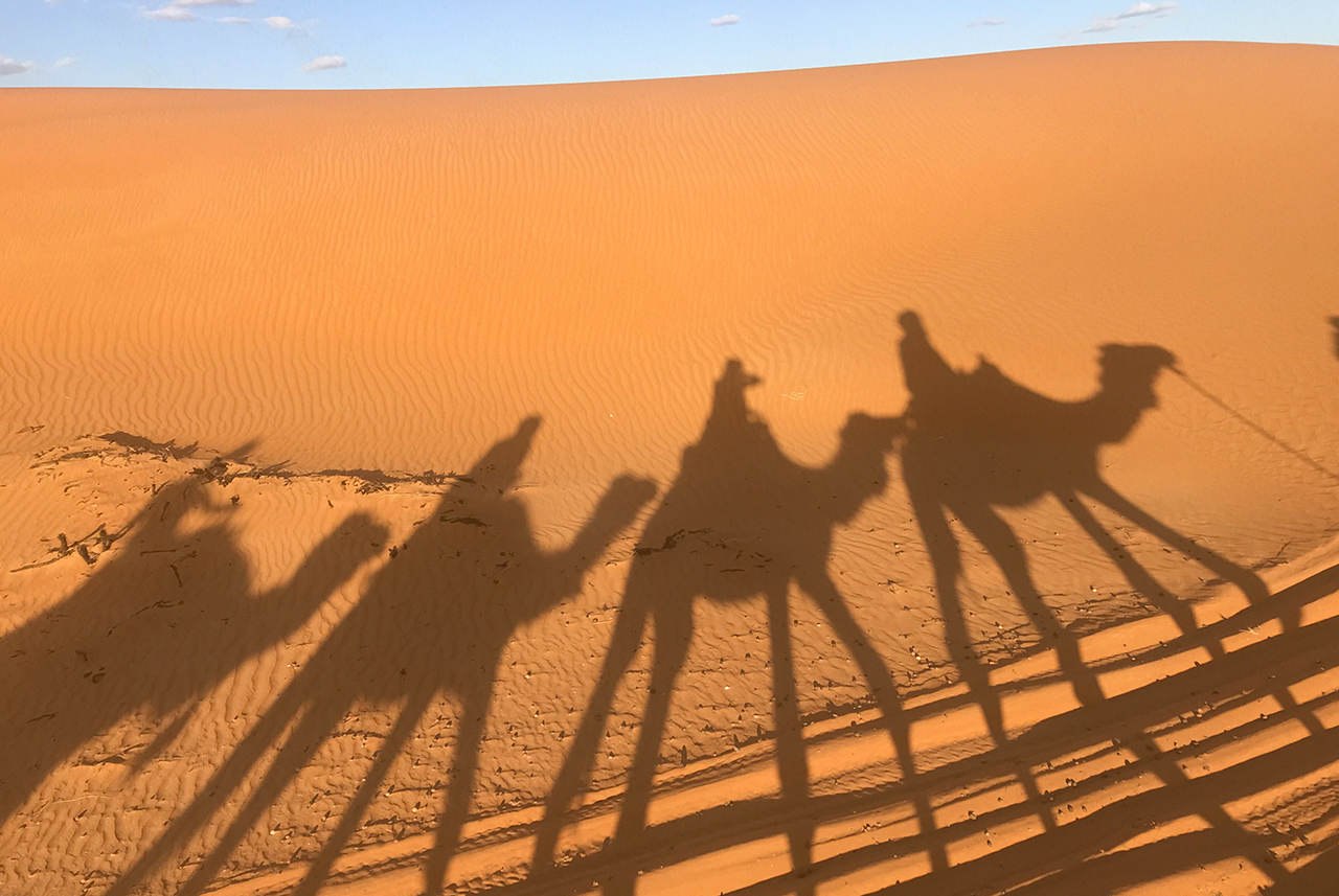 camel.jpg