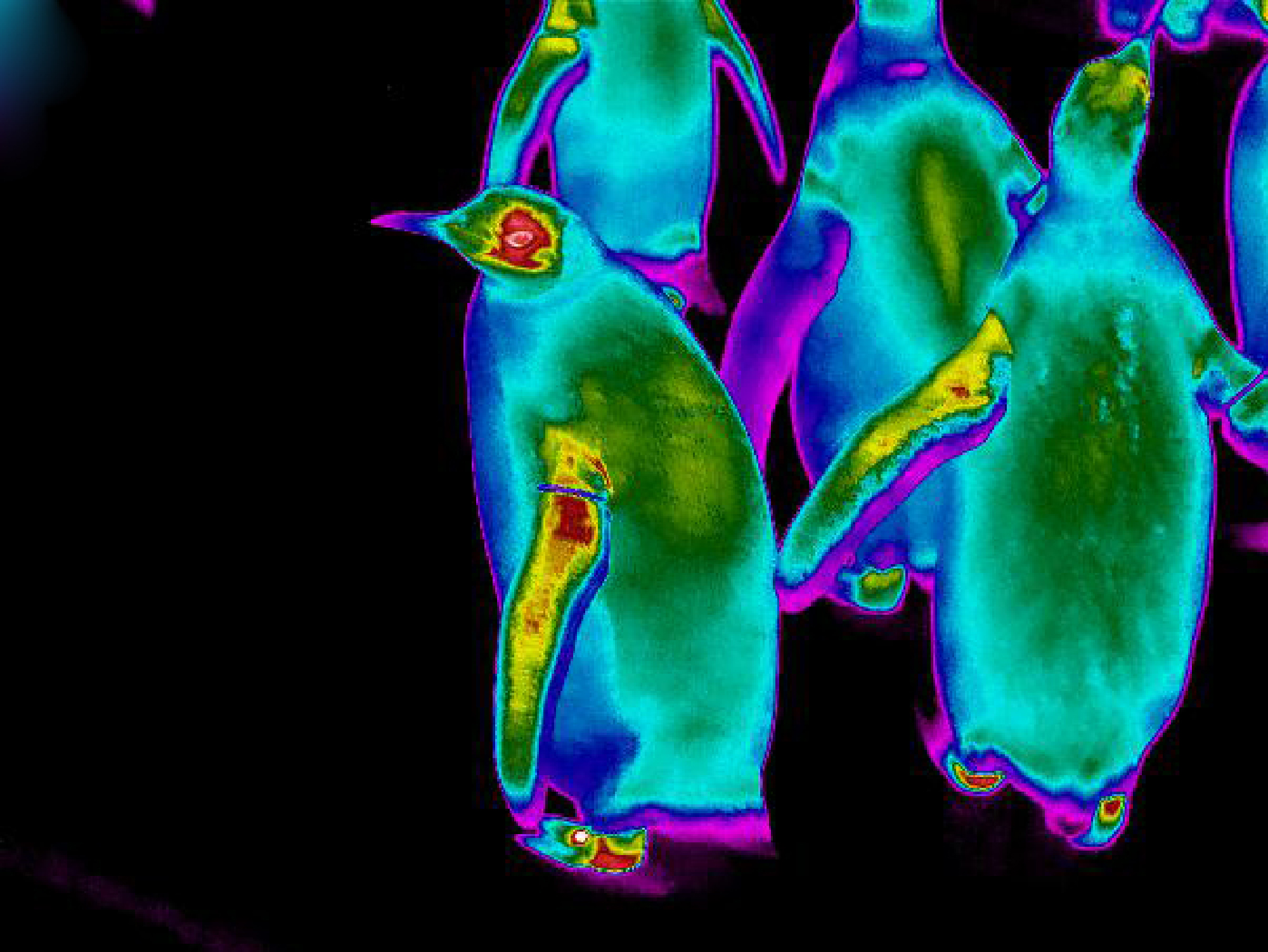 King Penguins showing high heat loss from flippers, feet and head at Edinburgh Zoo.