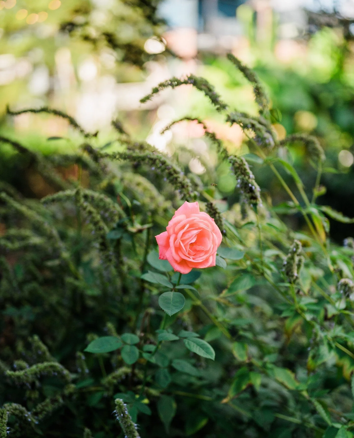 The McGill Rose Garden Outdoor Garden Wedding Venue