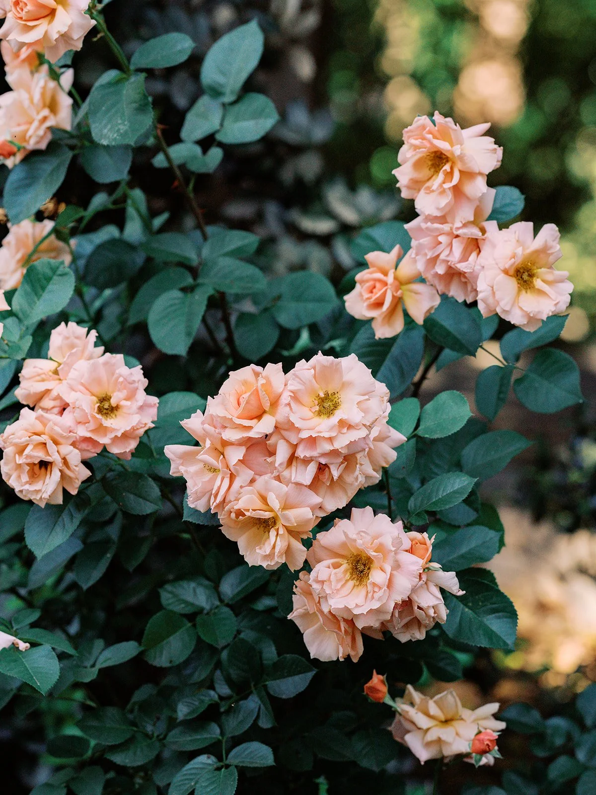 Sneak Peek - Mary & Hobie _ McGill Rose Garden Charlotte NC Wedding _ The Reeses-64_websize.jpg