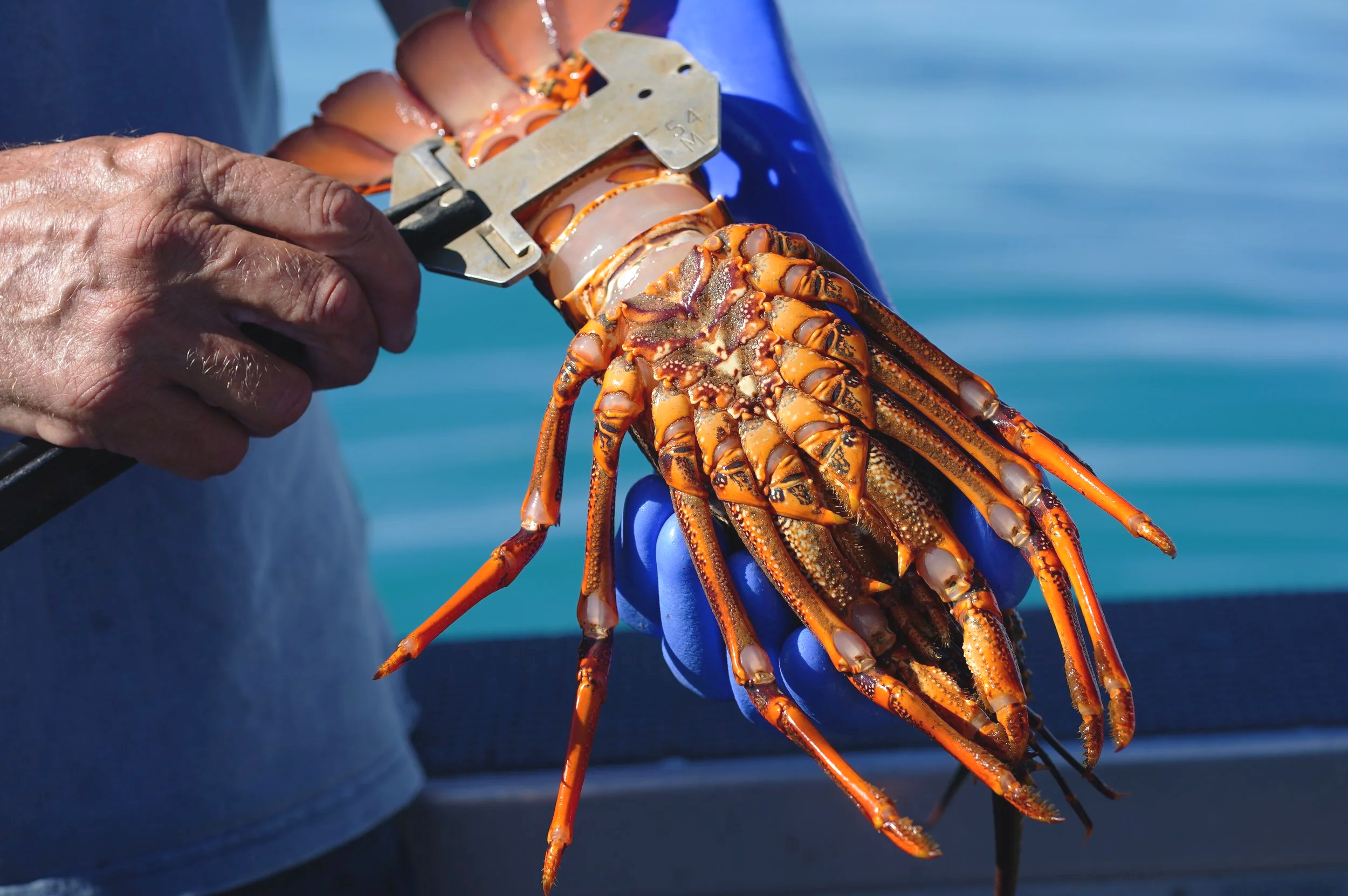 Measuring a Kaikoura Crayfish - Top Catch Charters Kaikoura