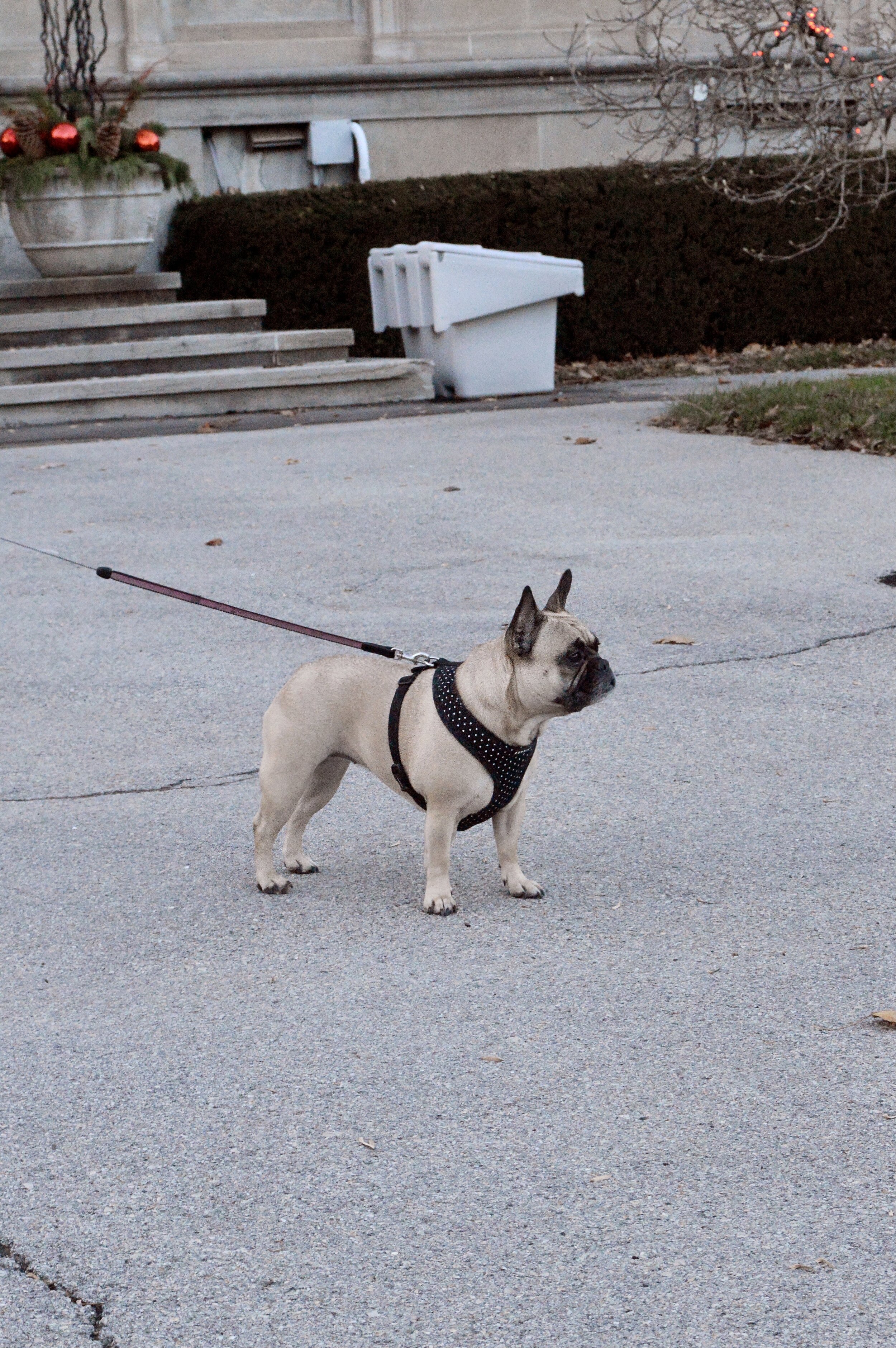 Fawn-French-Bulldog.jpg