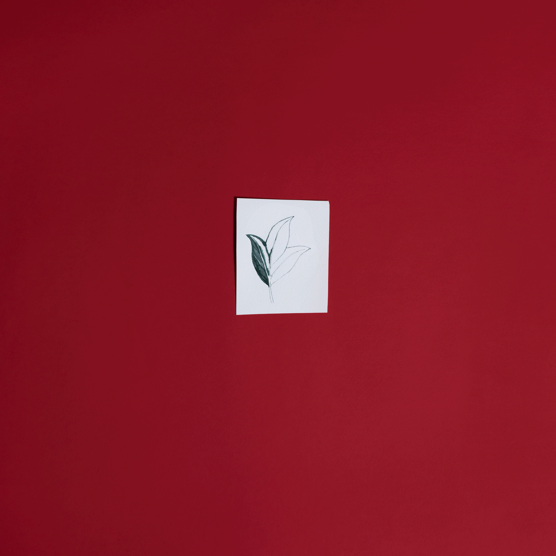 Ws37-stop-motion-zulaine-feed-maio.gif