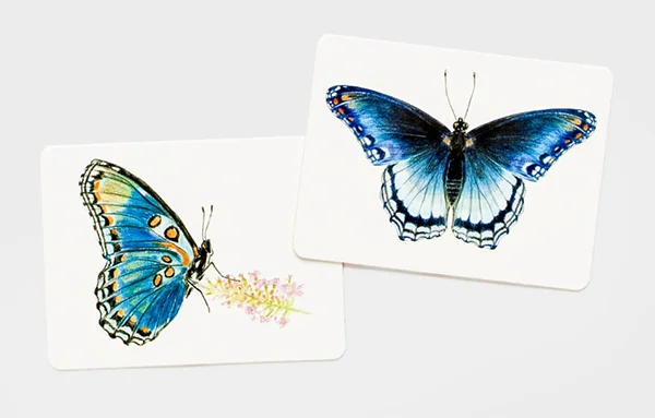 butterfly3.jpg