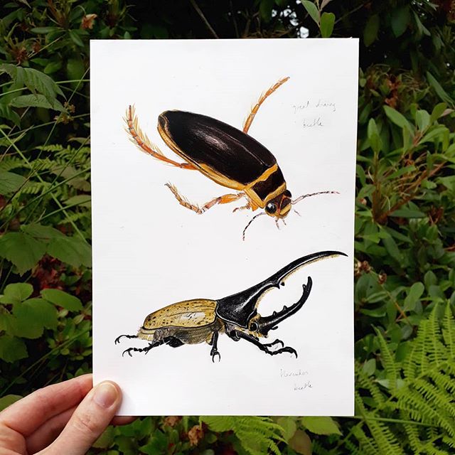 Some of the original drawings I did for Bug Bingo by @laurencekingpub. Great diving beetle and Hercules beetle. #bugbingo