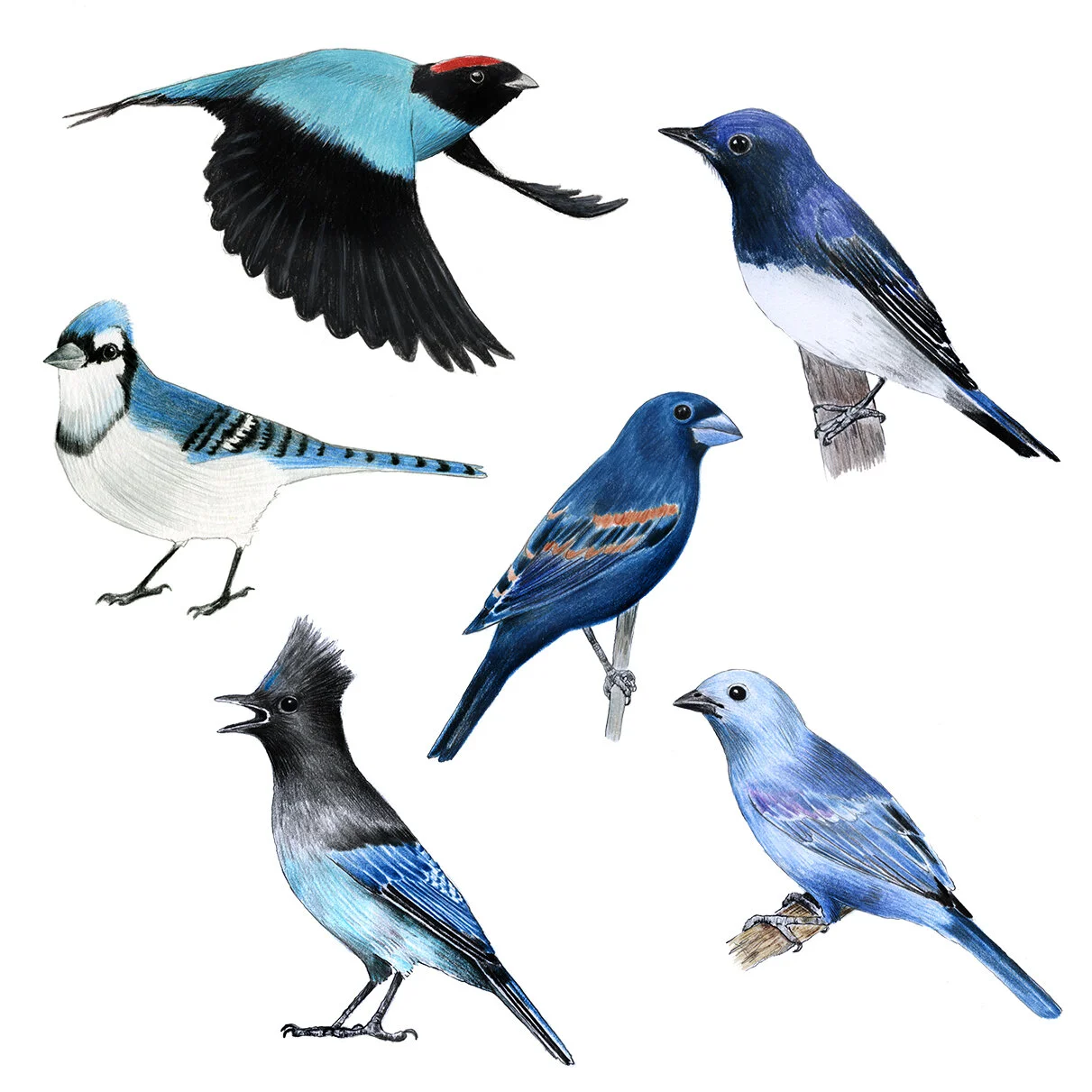 blue_birds.jpg