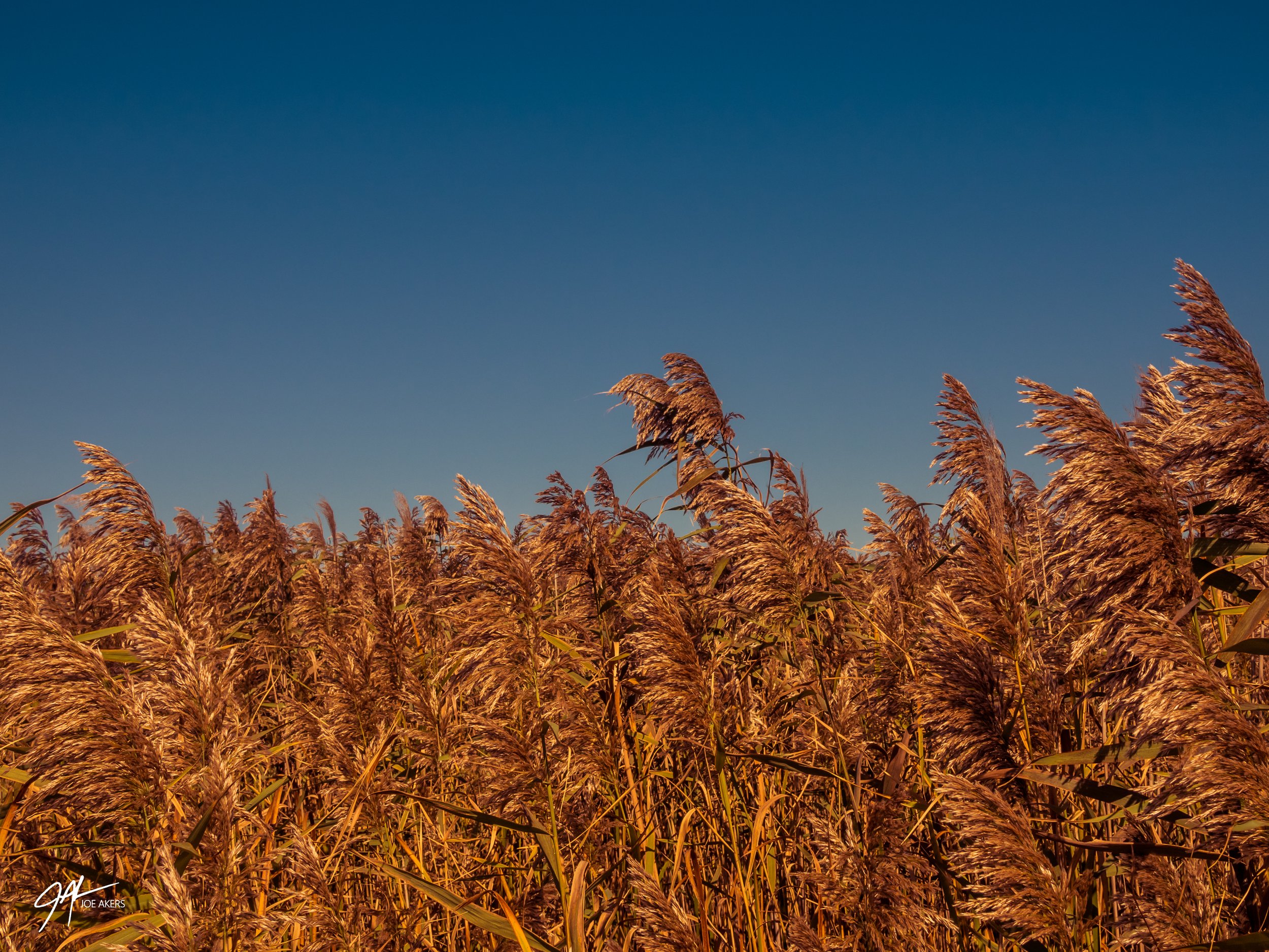 Point Pelee, ONT - Oct. 2025