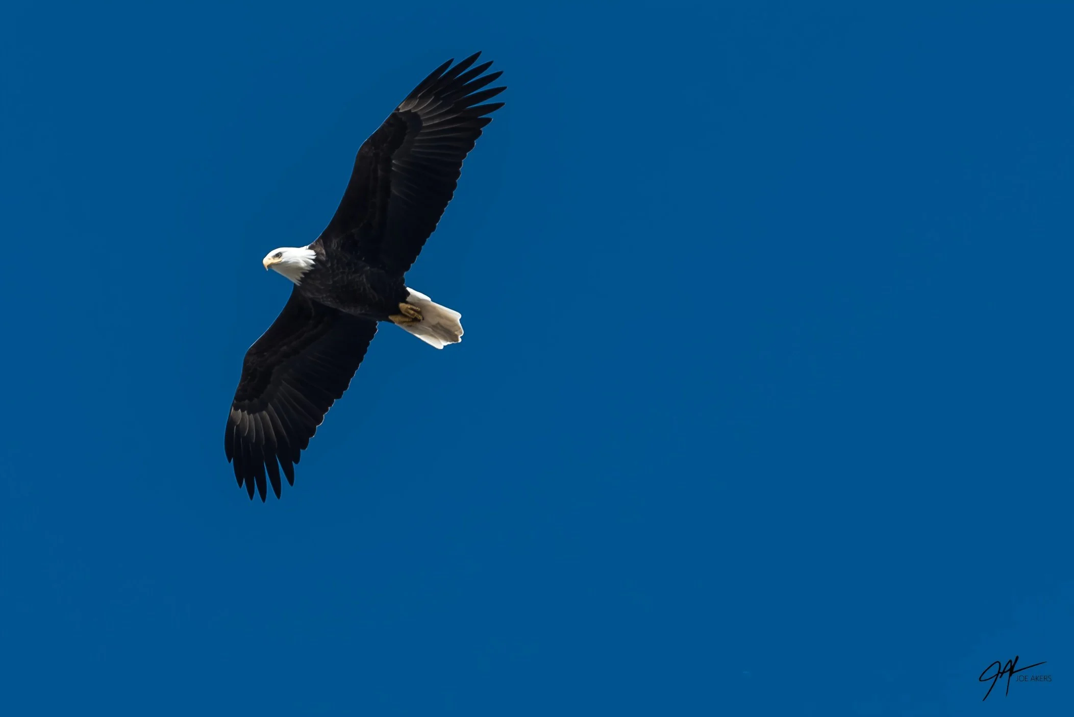 Leamington, ONT - Oct. 2025