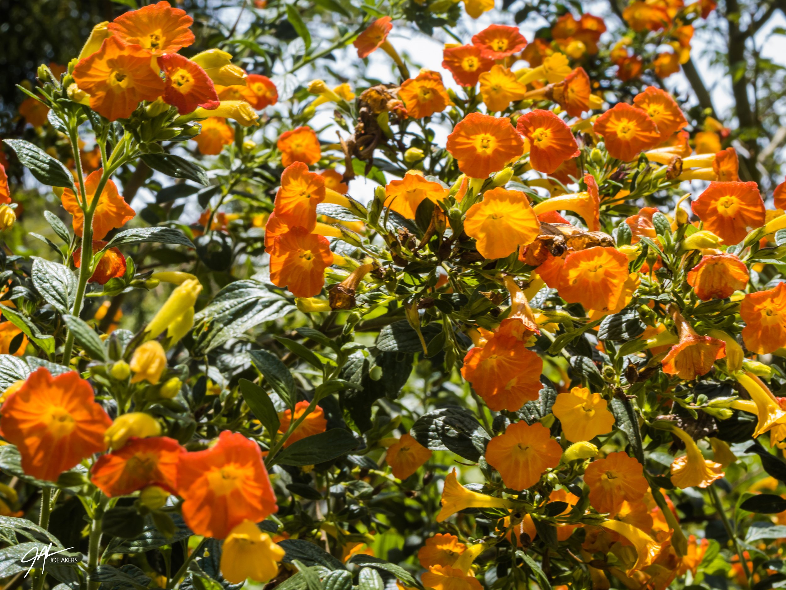 Boquete, Panama - April, 2026