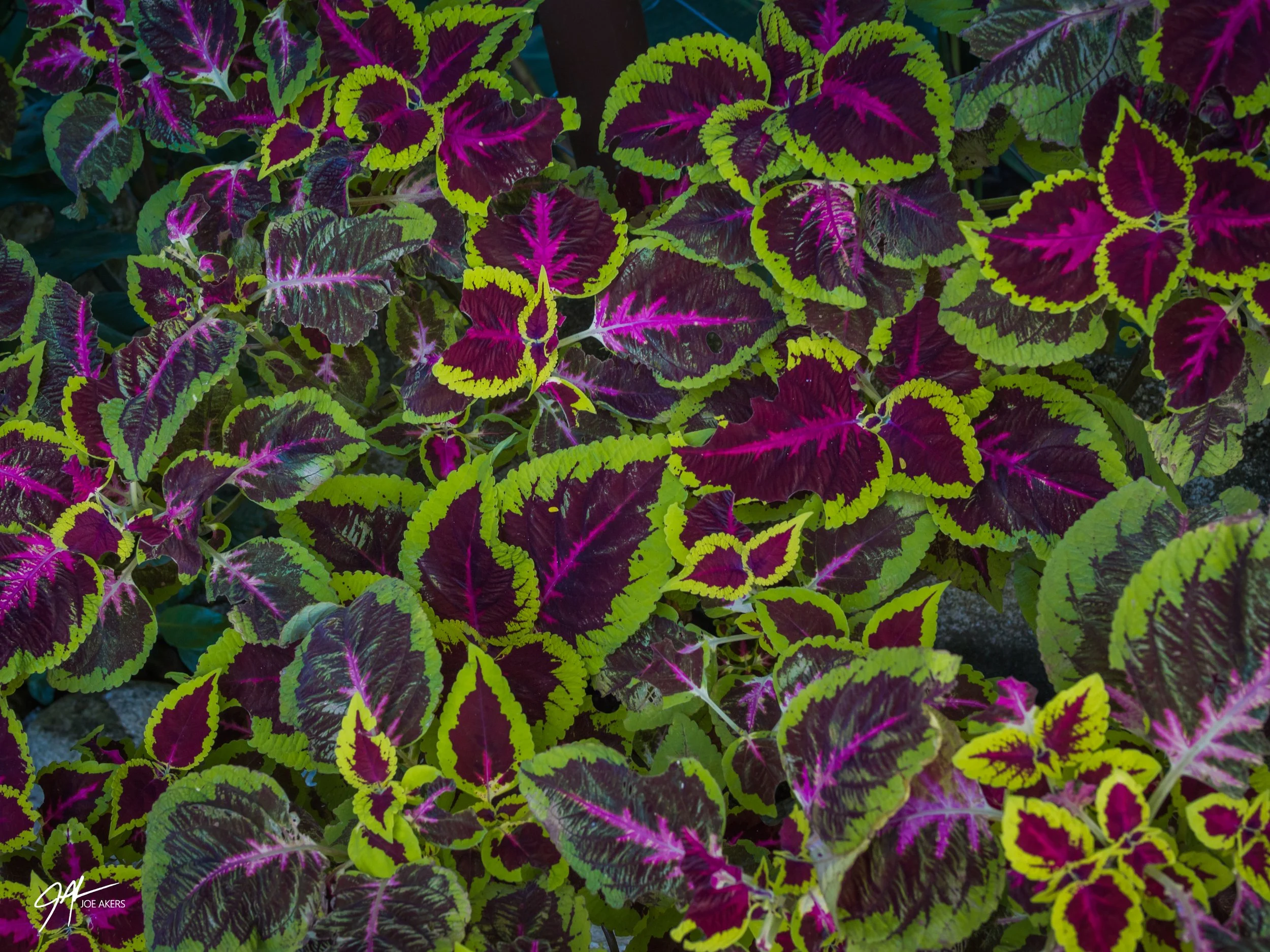 Boquete, Panama - April, 2026