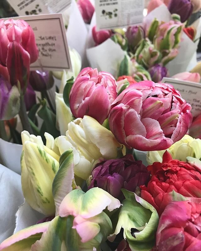 Tulips heading out into the world. ❤️