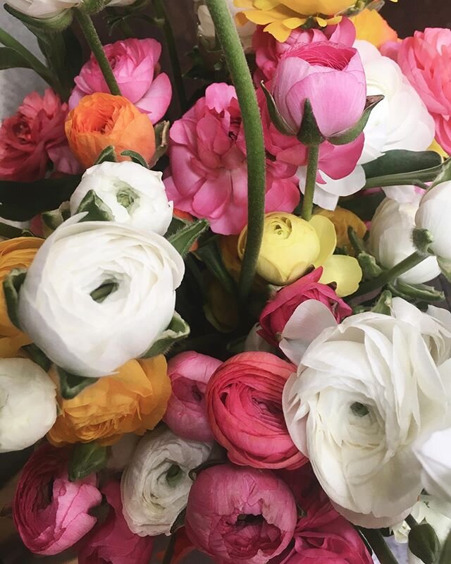 Ranunculus. How are these even real?!